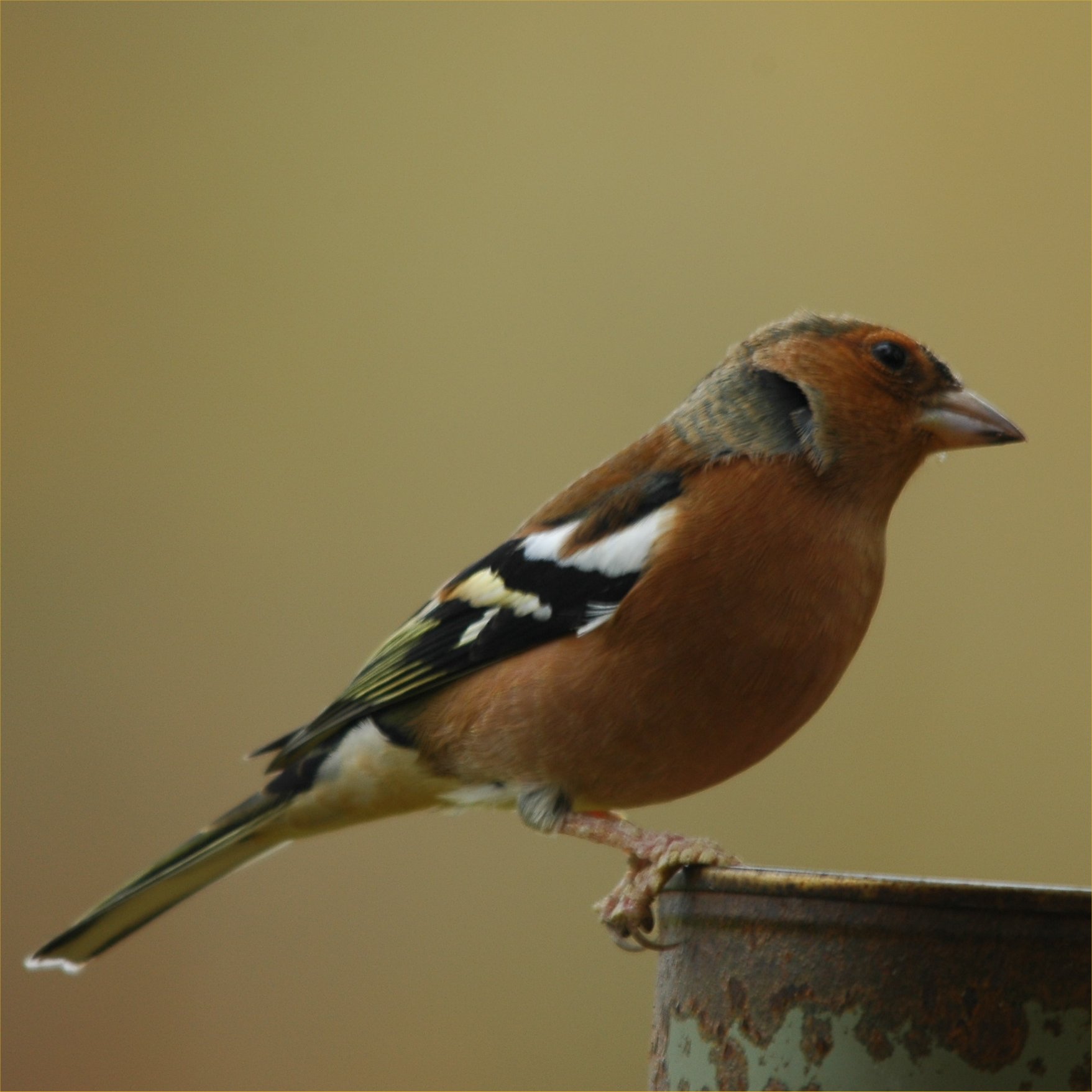 photos/wildlife/Bird_Species/193-Finches/9390-Chaffinch/Dsc_3808_sm.jpg