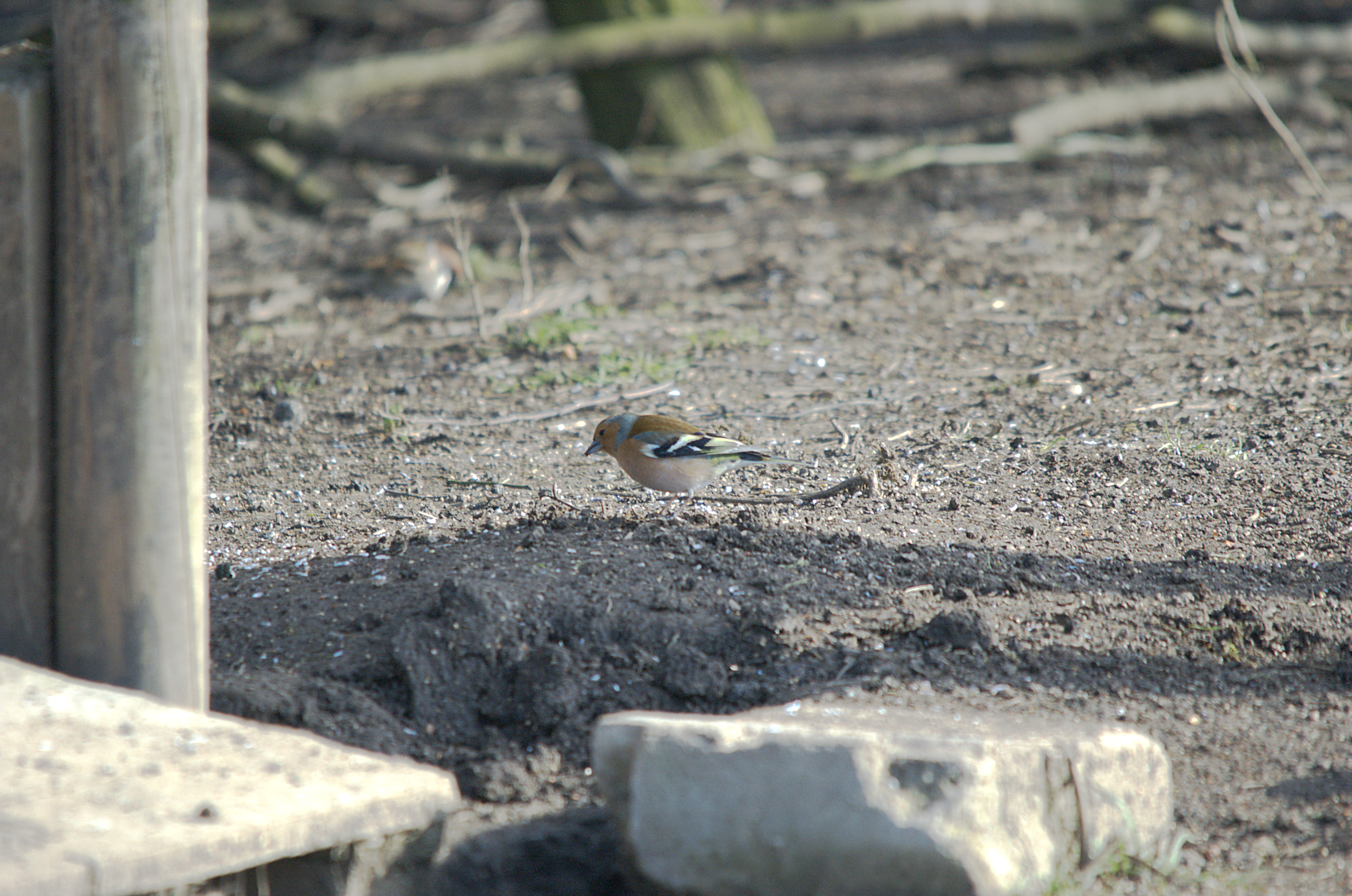 photos/wildlife/Bird_Species/193-Finches/9390-Chaffinch/dsc_1947.jpeg