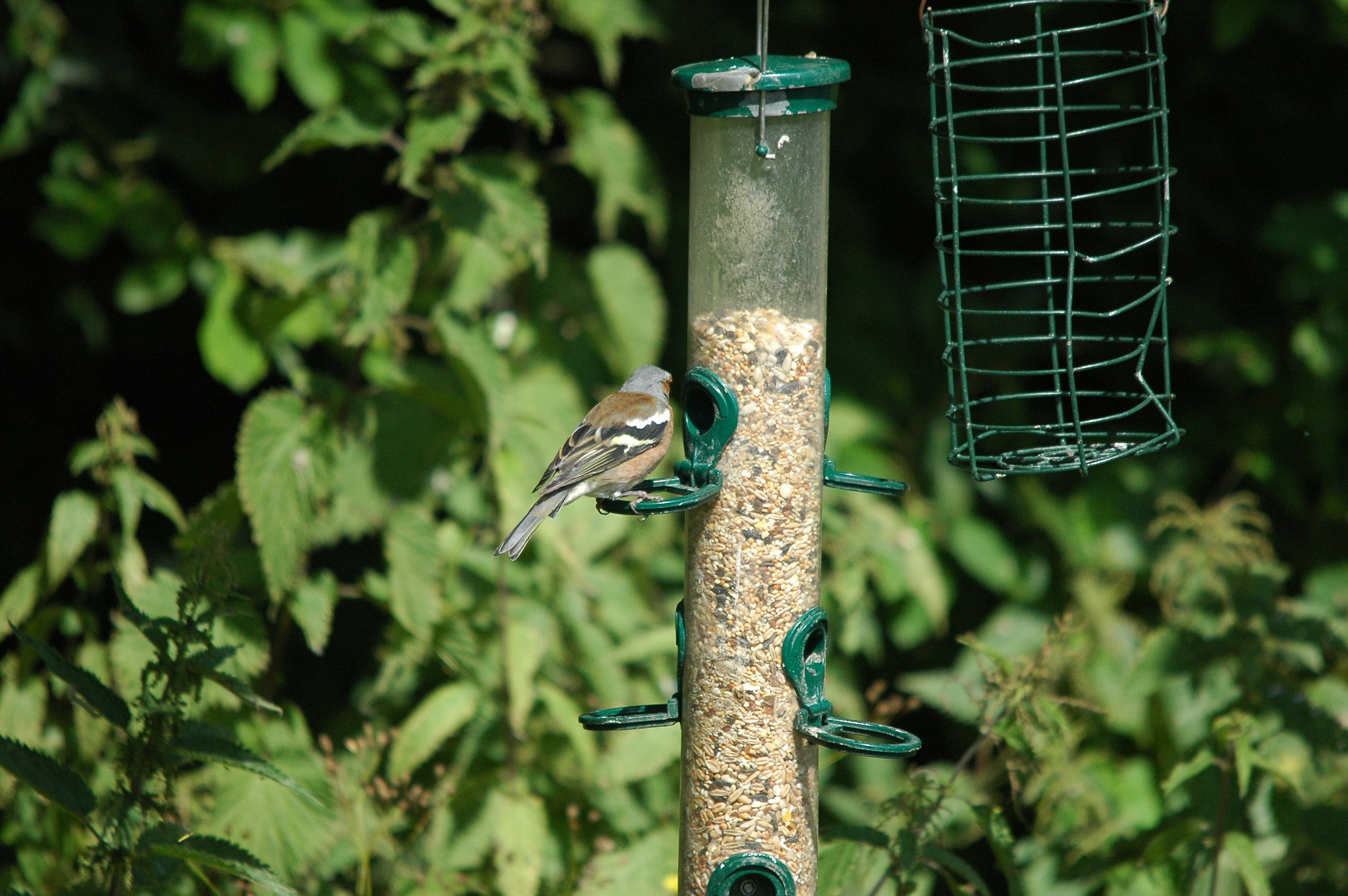 photos/wildlife/Bird_Species/193-Finches/9390-Chaffinch/dsc_2966.jpg