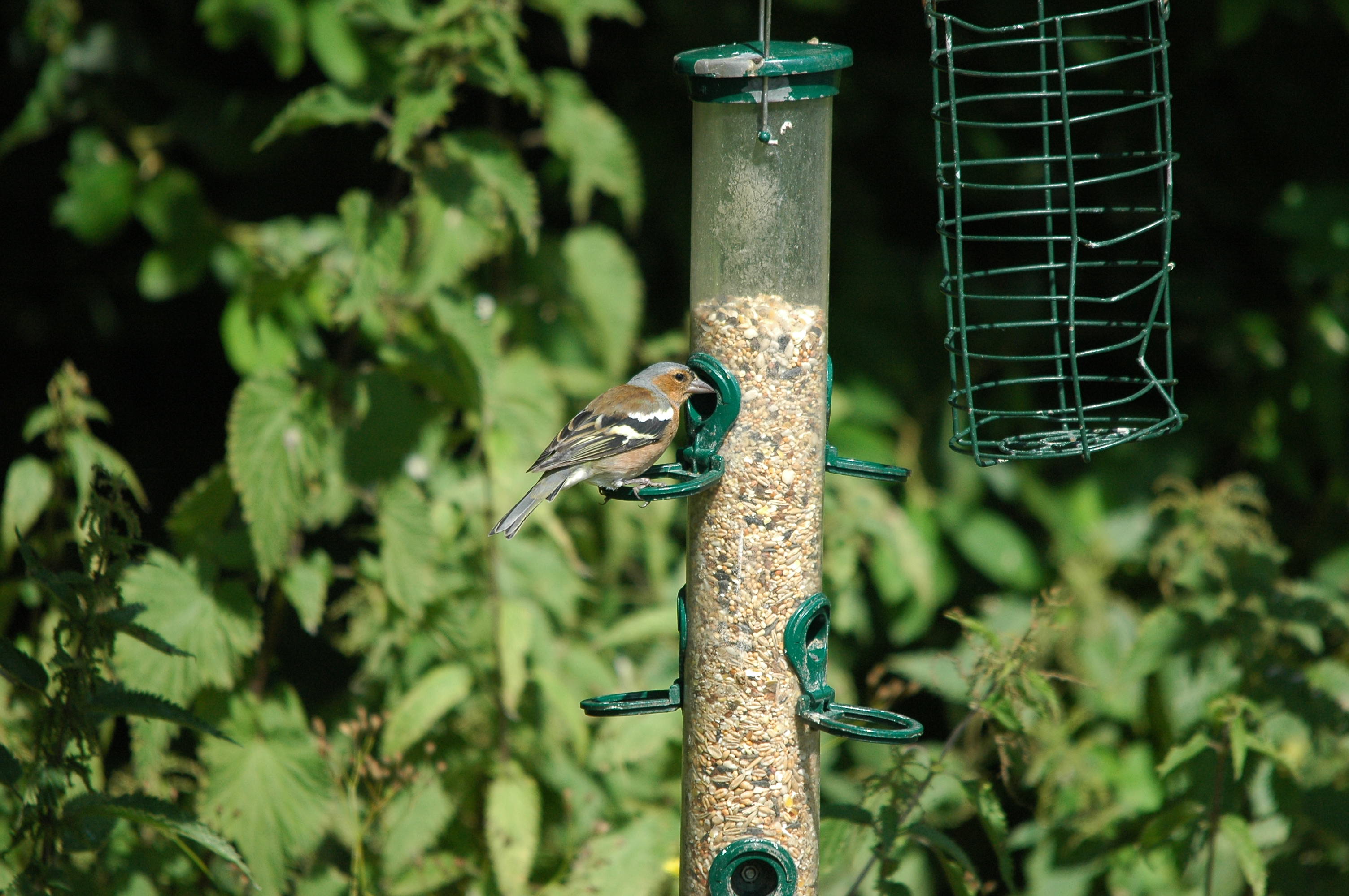 photos/wildlife/Bird_Species/193-Finches/9390-Chaffinch/dsc_2967.jpg