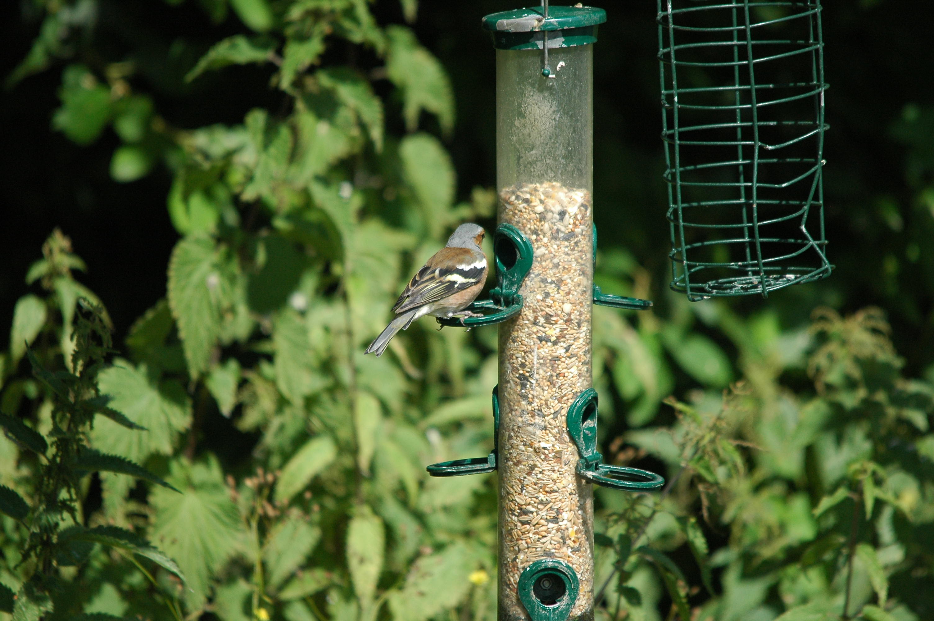 photos/wildlife/Bird_Species/193-Finches/9390-Chaffinch/dsc_2968.jpg