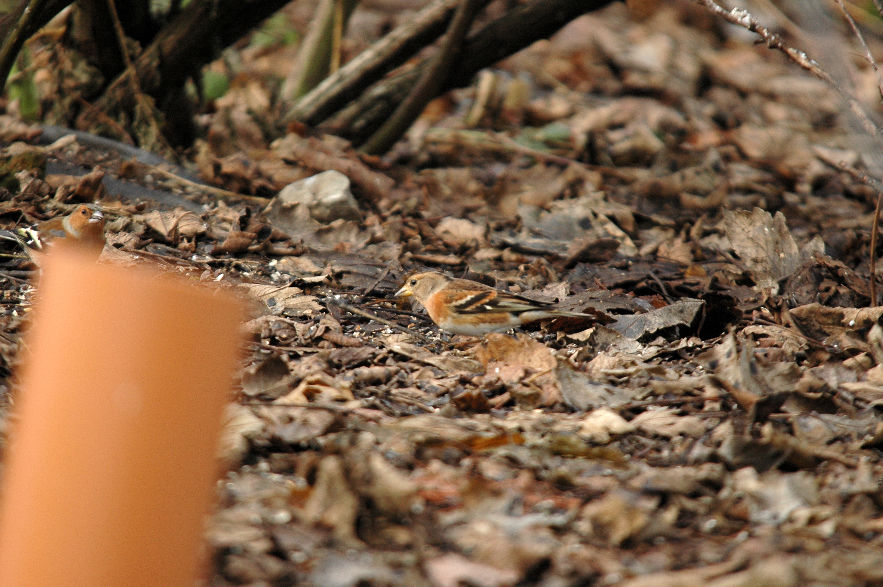 photos/wildlife/Bird_Species/193-Finches/9392-Brambling/DSC_4687.JPG