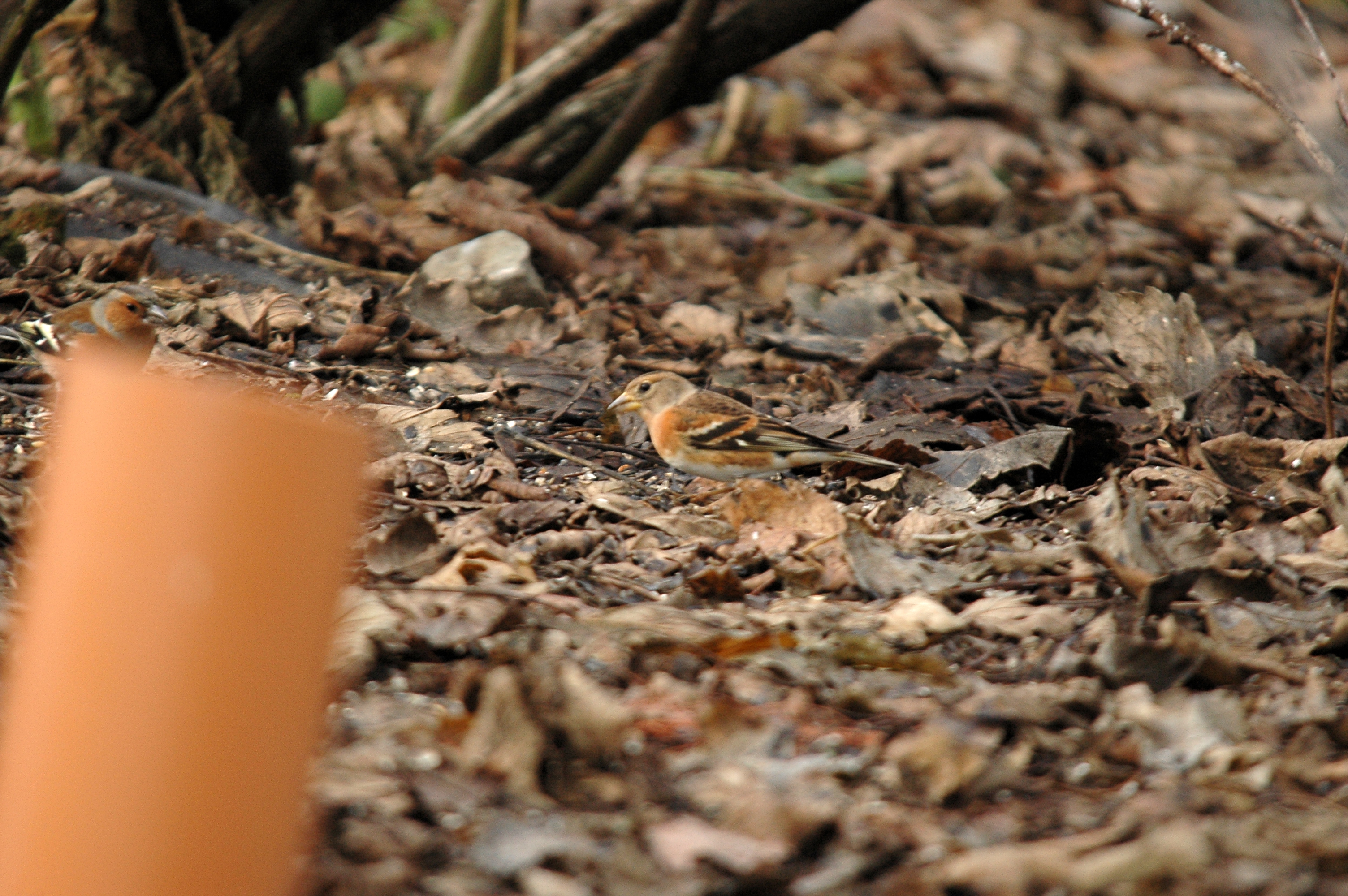 photos/wildlife/Bird_Species/193-Finches/9392-Brambling/DSC_4688.JPG