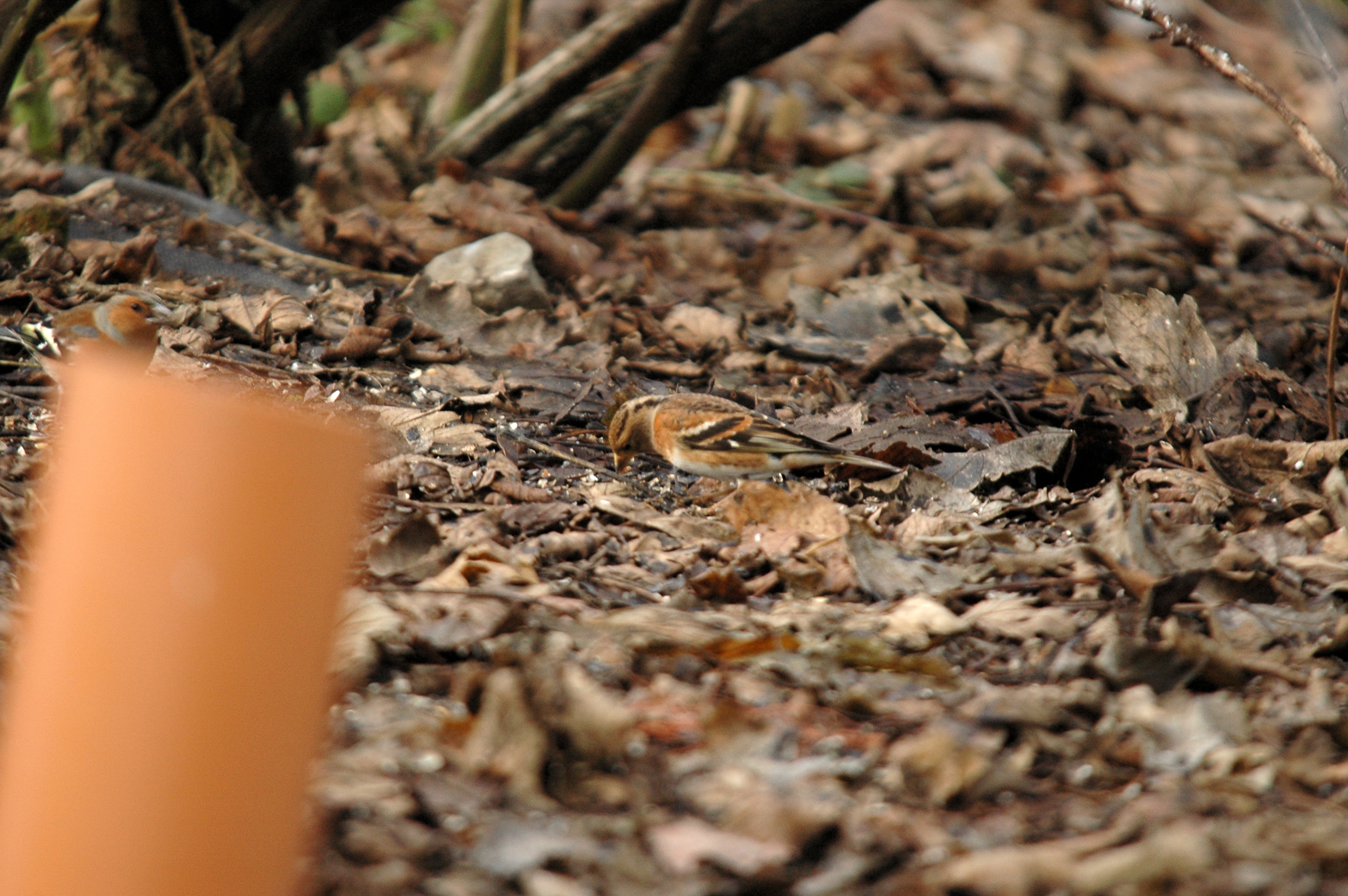 photos/wildlife/Bird_Species/193-Finches/9392-Brambling/DSC_4689.JPG
