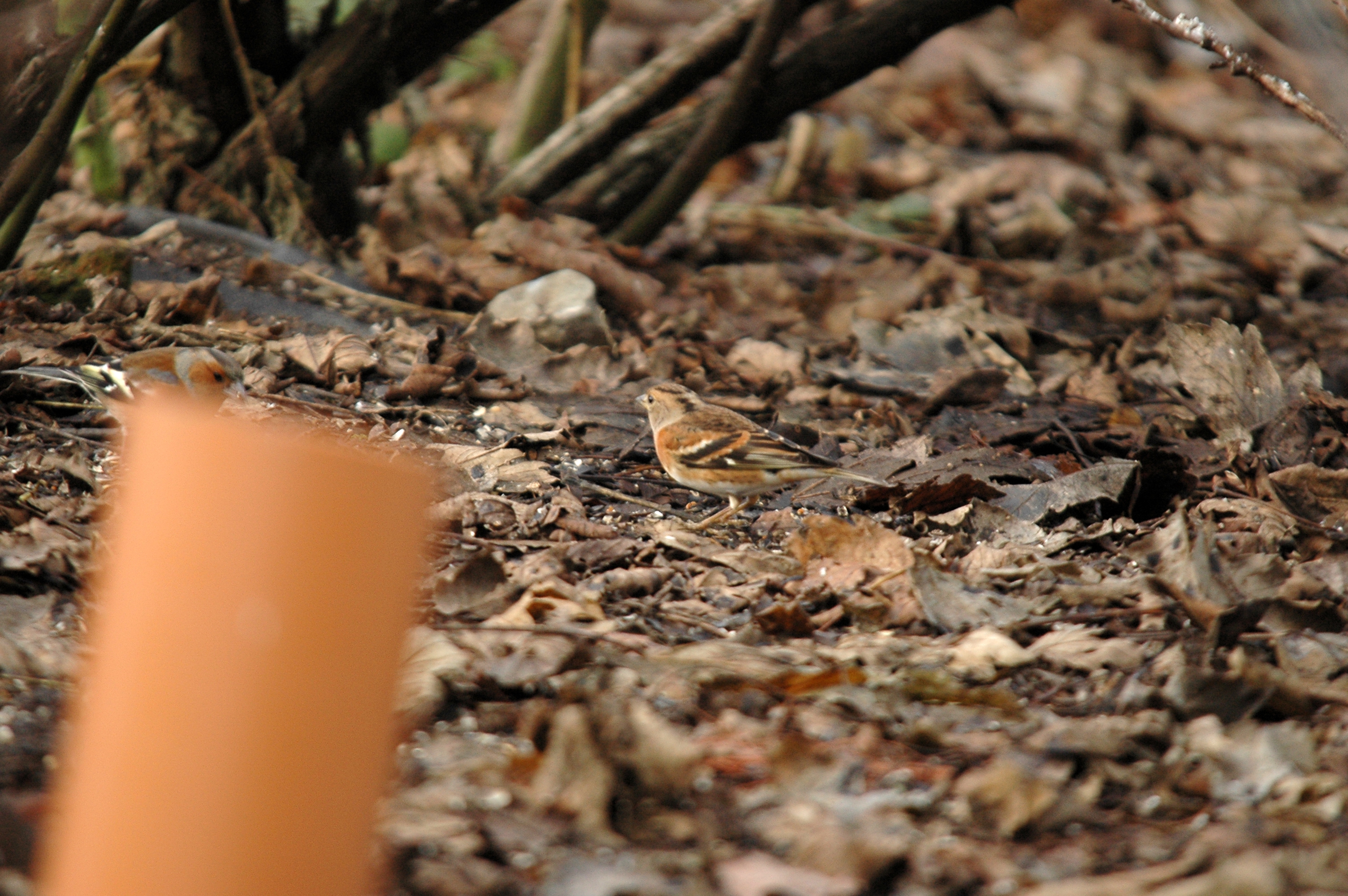 photos/wildlife/Bird_Species/193-Finches/9392-Brambling/DSC_4690.JPG