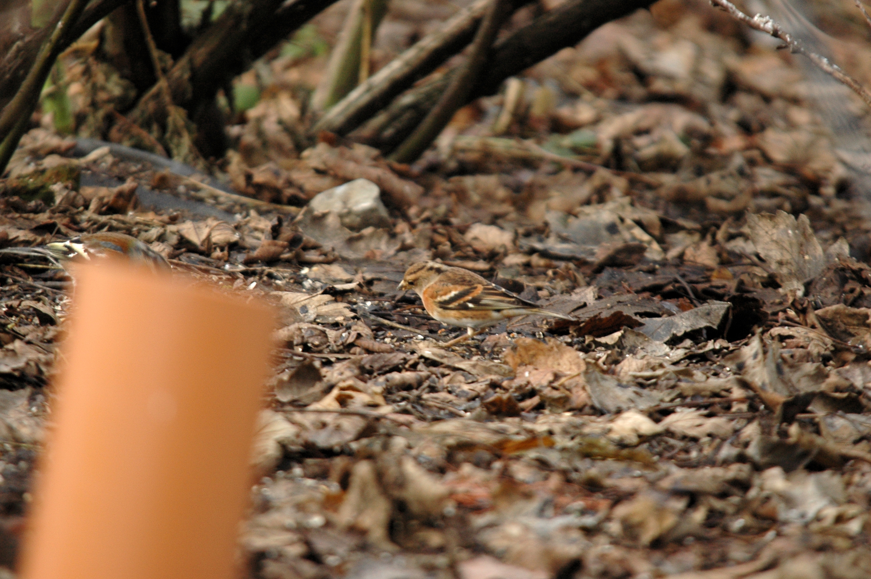 photos/wildlife/Bird_Species/193-Finches/9392-Brambling/DSC_4691.JPG