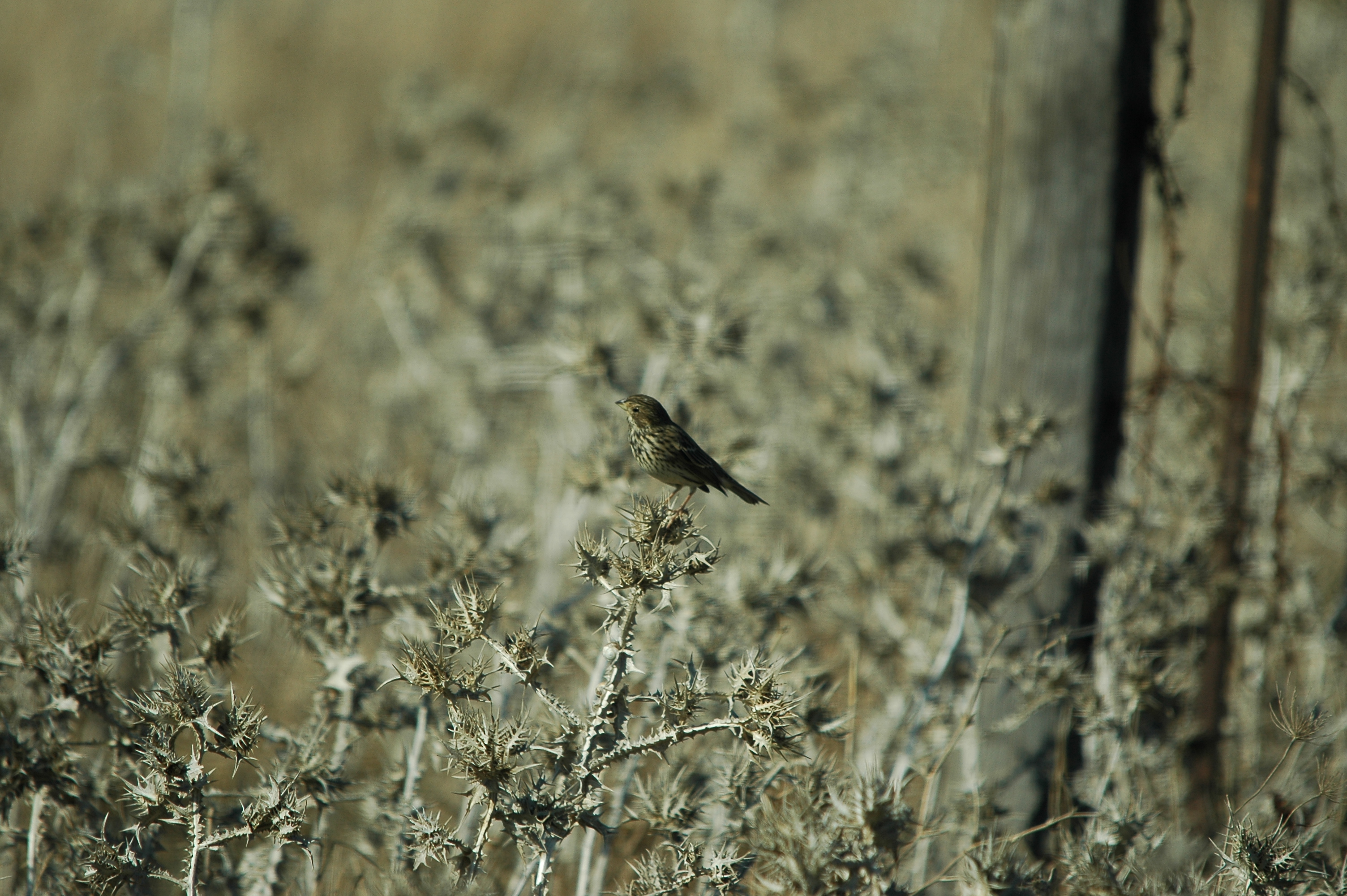 photos/wildlife/Bird_Species/193-Finches/9394-European_Serin/dsc_0482.jpg
