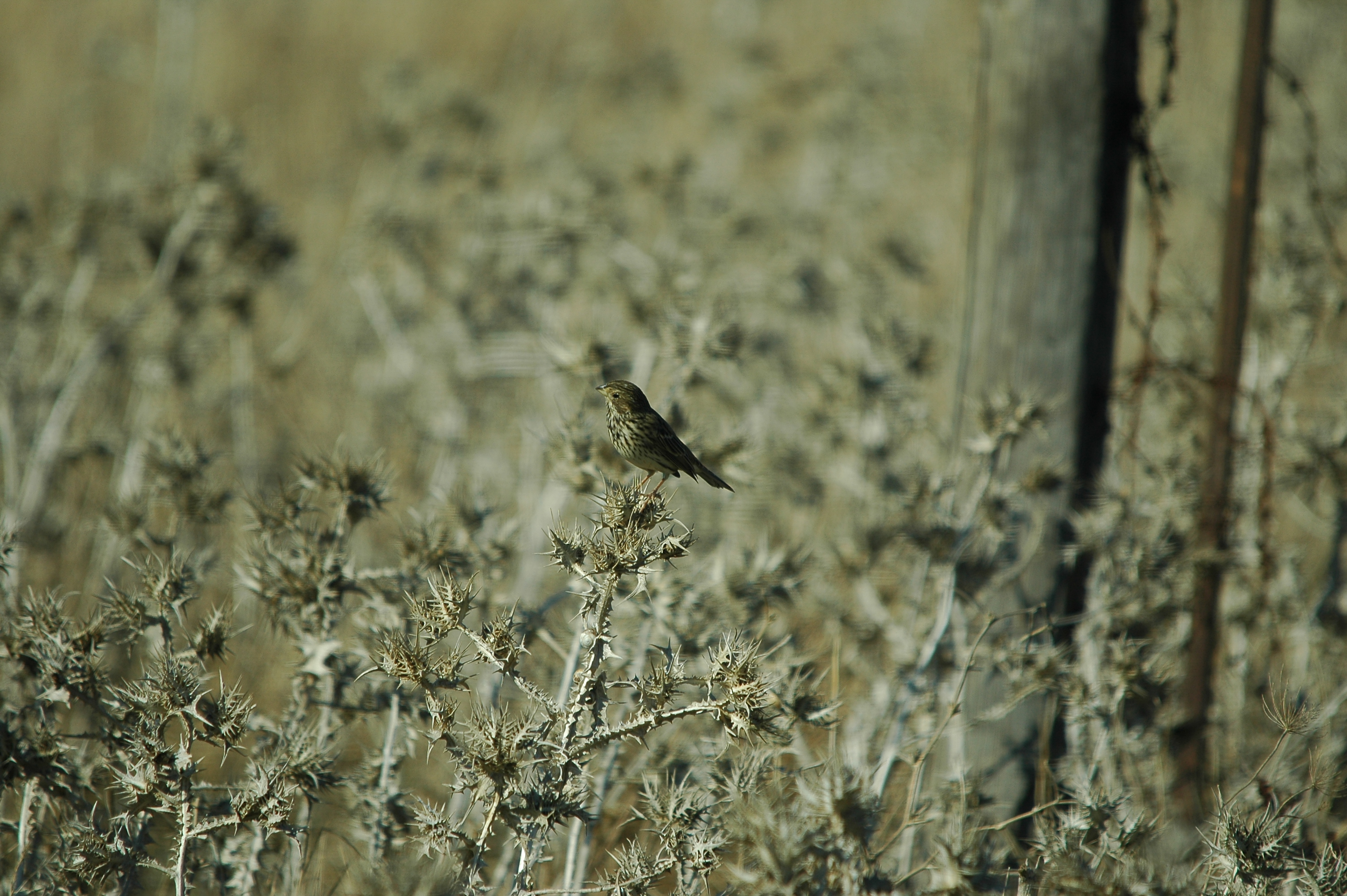 photos/wildlife/Bird_Species/193-Finches/9394-European_Serin/dsc_0483.jpg