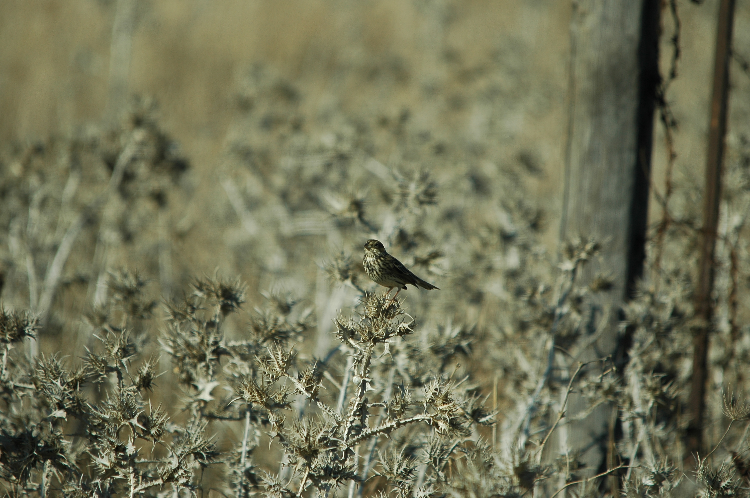photos/wildlife/Bird_Species/193-Finches/9394-European_Serin/dsc_0488.jpg