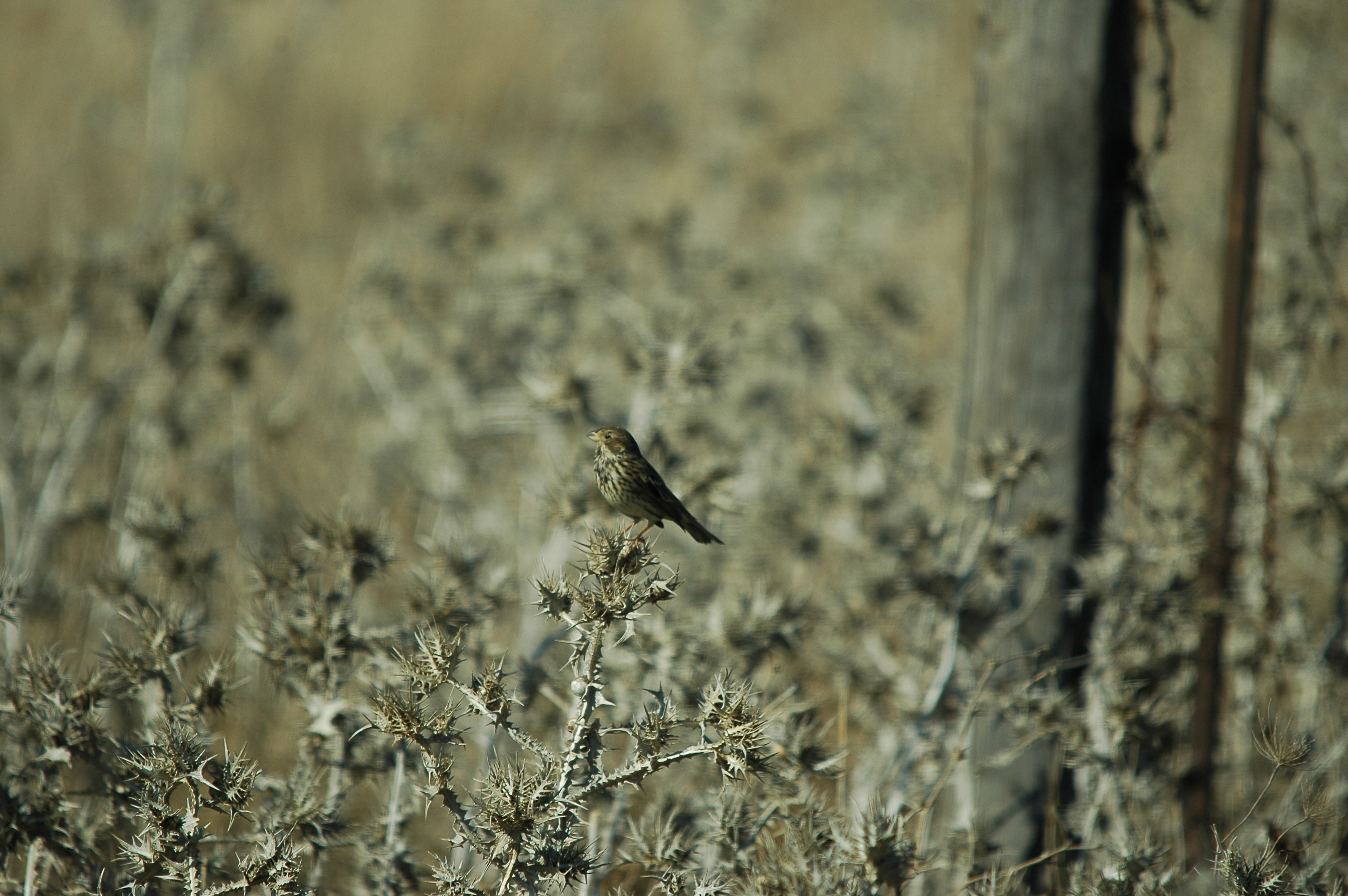 photos/wildlife/Bird_Species/193-Finches/9394-European_Serin/dsc_0489.jpg