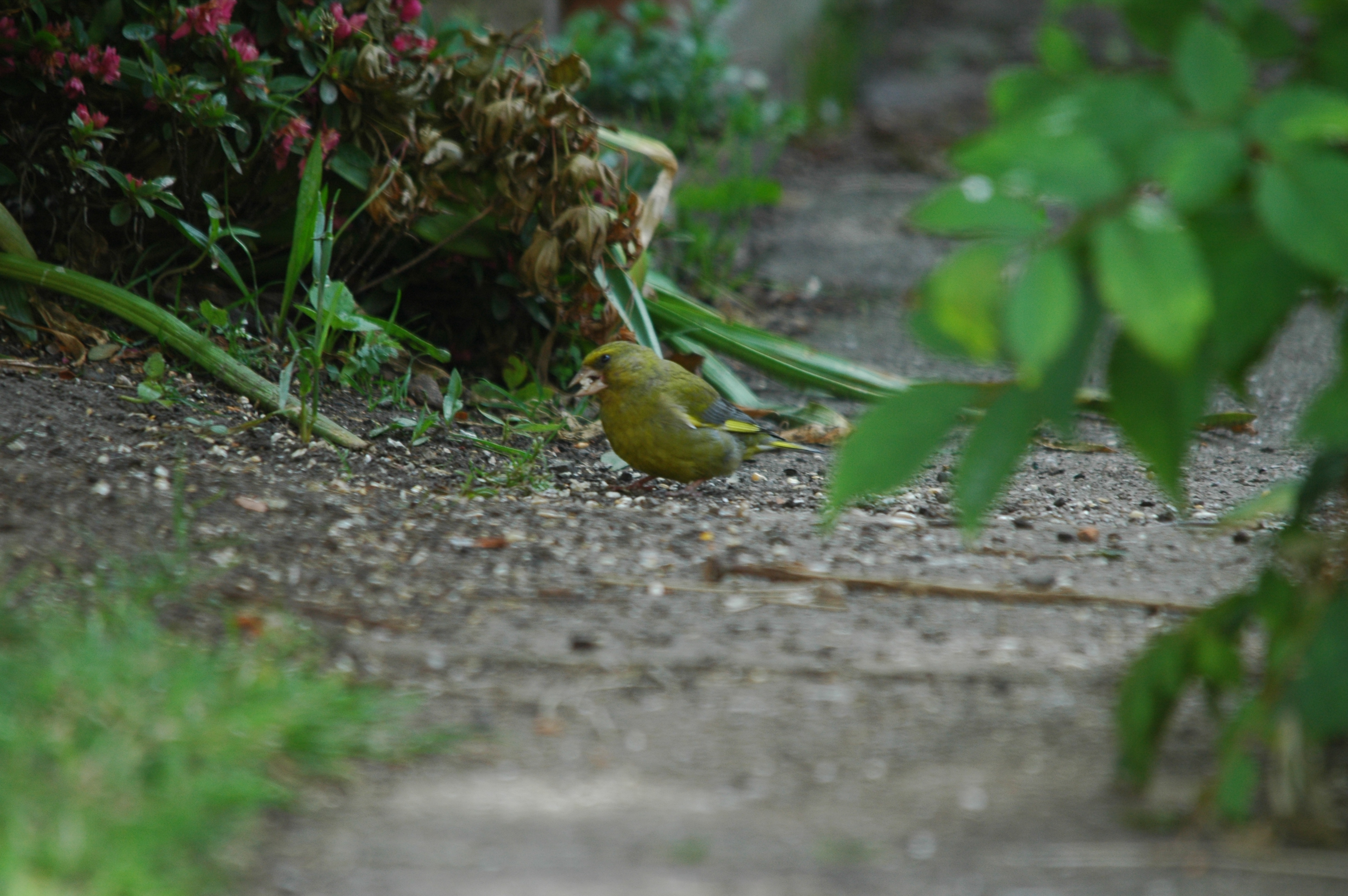 photos/wildlife/Bird_Species/193-Finches/9443-European_Greenfinch/DSC_5881.JPG