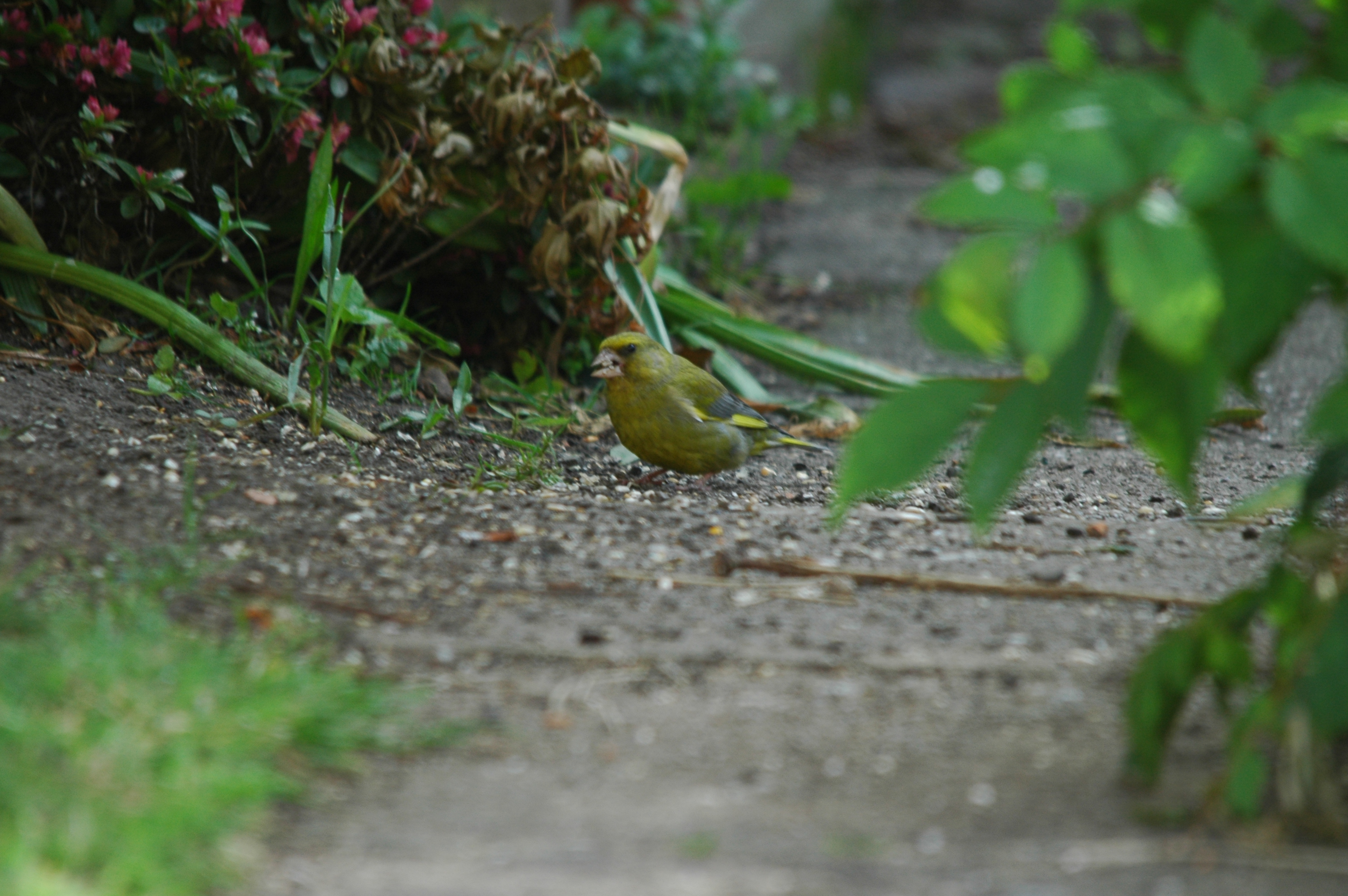photos/wildlife/Bird_Species/193-Finches/9443-European_Greenfinch/DSC_5882.JPG