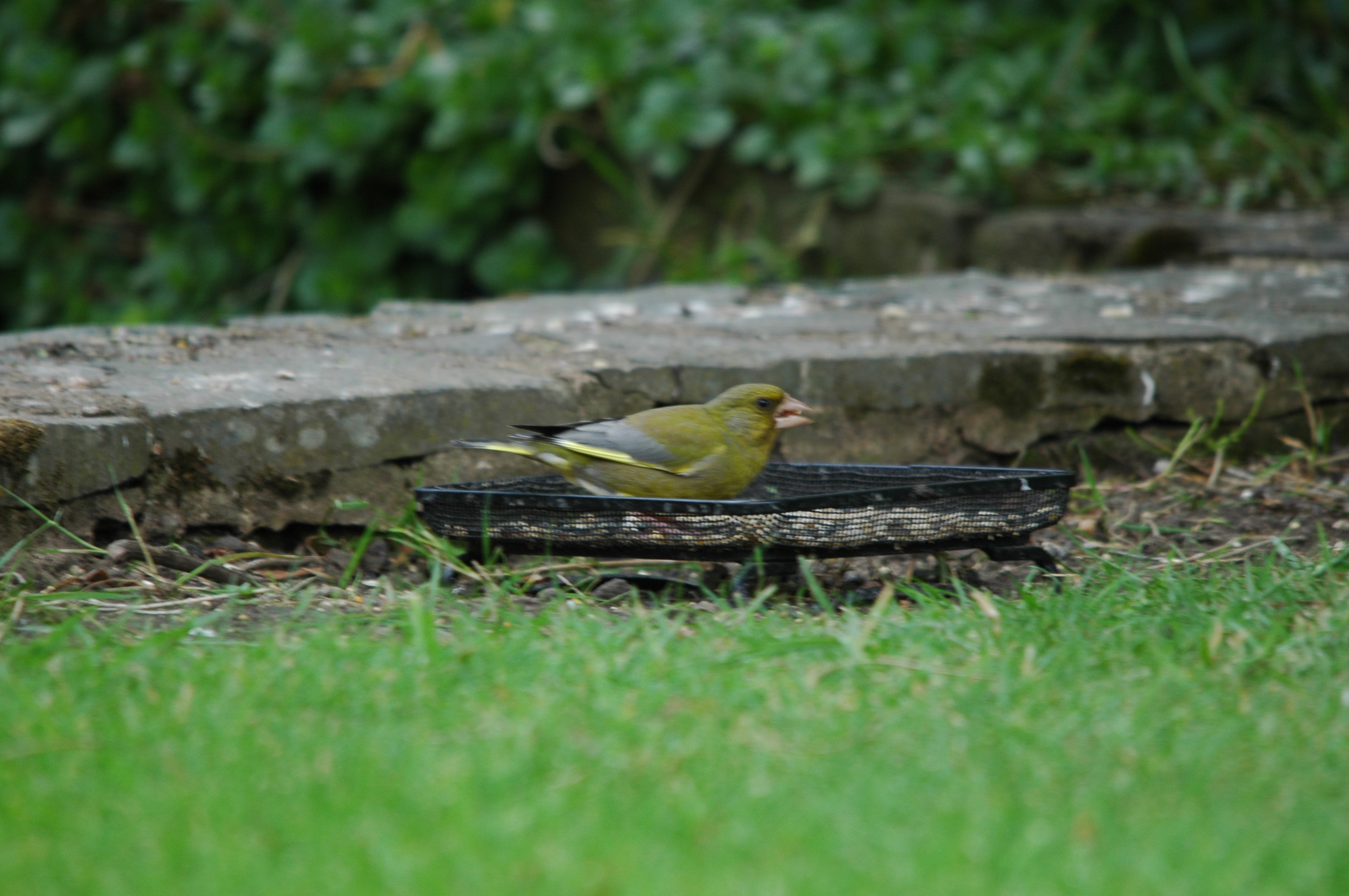 photos/wildlife/Bird_Species/193-Finches/9443-European_Greenfinch/DSC_5888.JPG