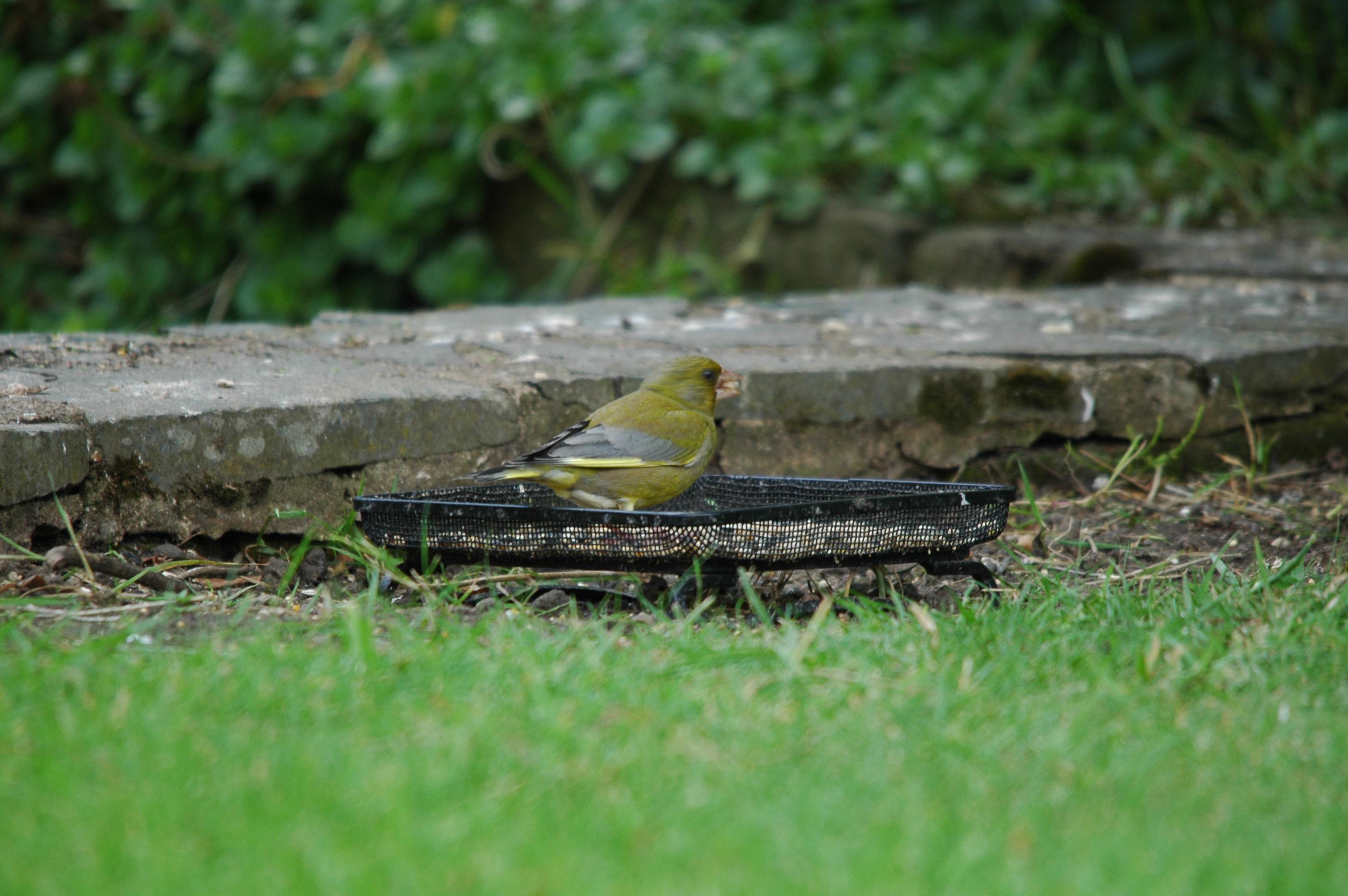 photos/wildlife/Bird_Species/193-Finches/9443-European_Greenfinch/DSC_5889.JPG