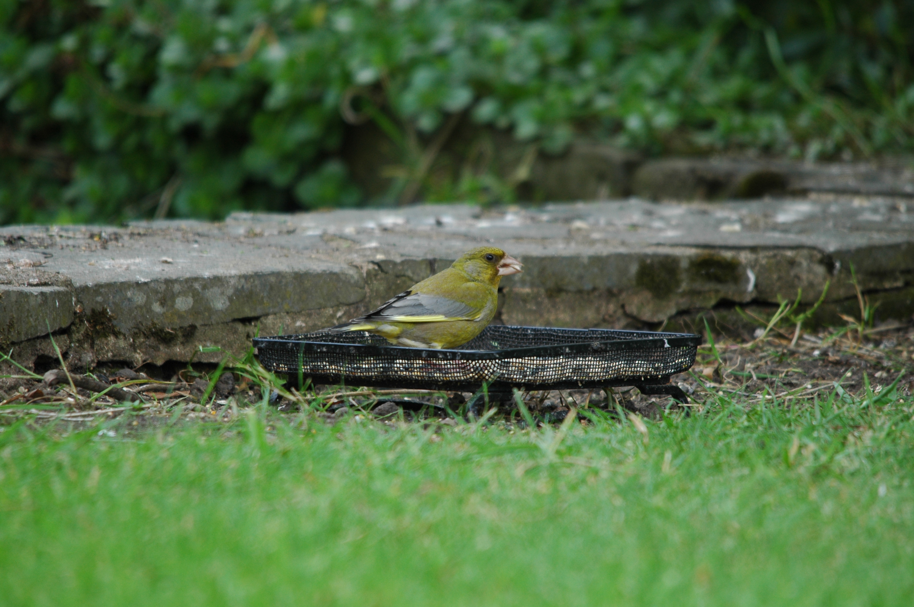 photos/wildlife/Bird_Species/193-Finches/9443-European_Greenfinch/DSC_5890.JPG
