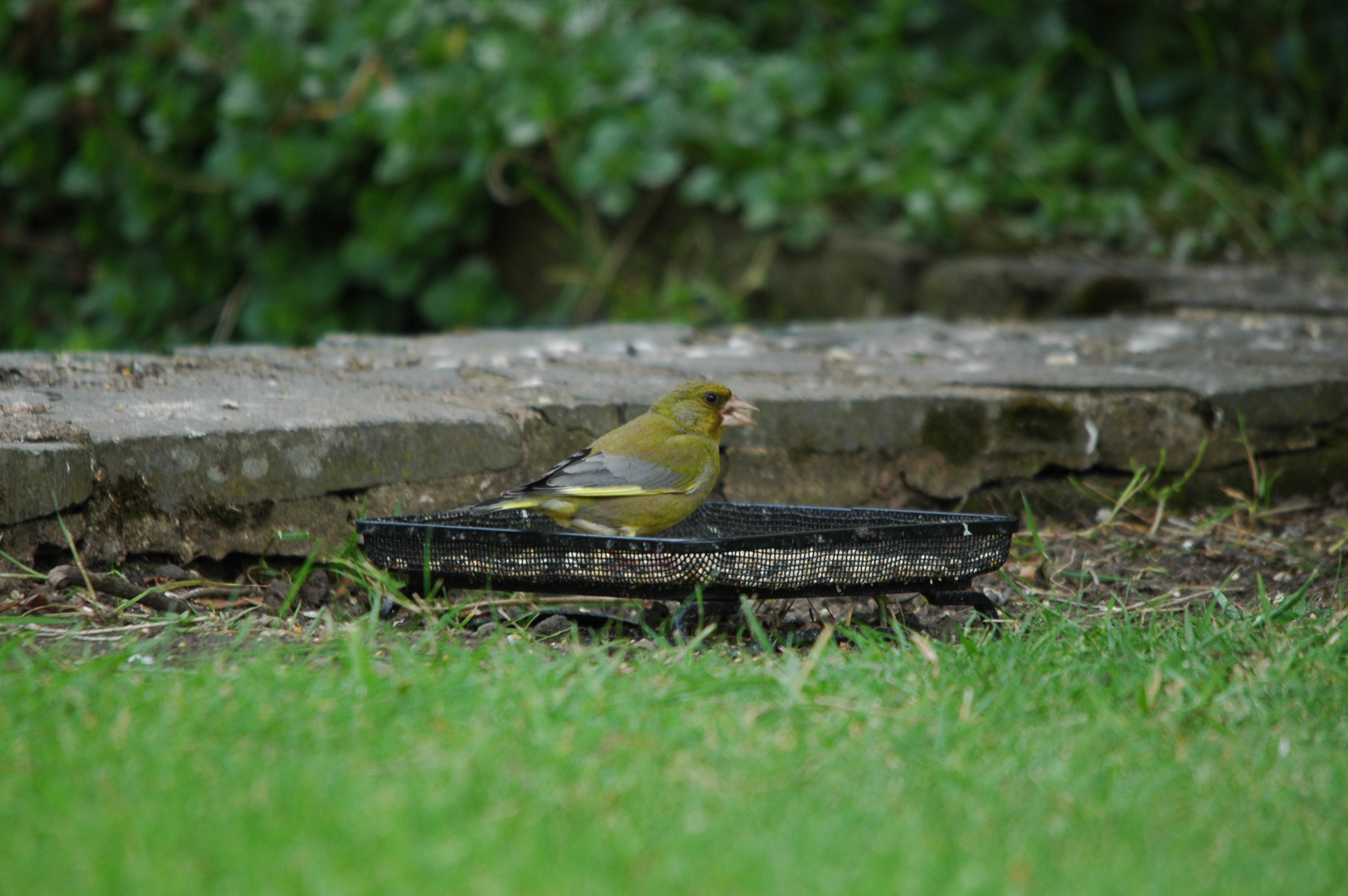 photos/wildlife/Bird_Species/193-Finches/9443-European_Greenfinch/DSC_5891.JPG