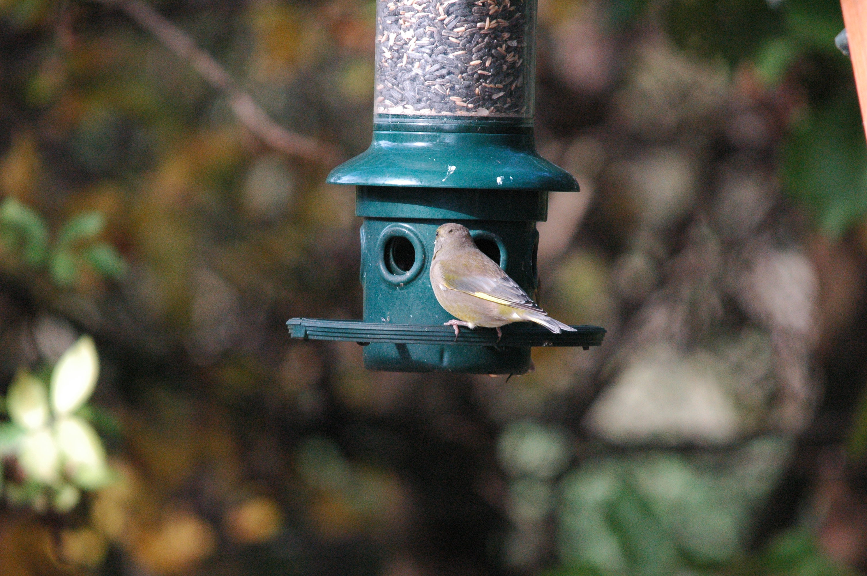 photos/wildlife/Bird_Species/193-Finches/9443-European_Greenfinch/dsc_1234.jpeg