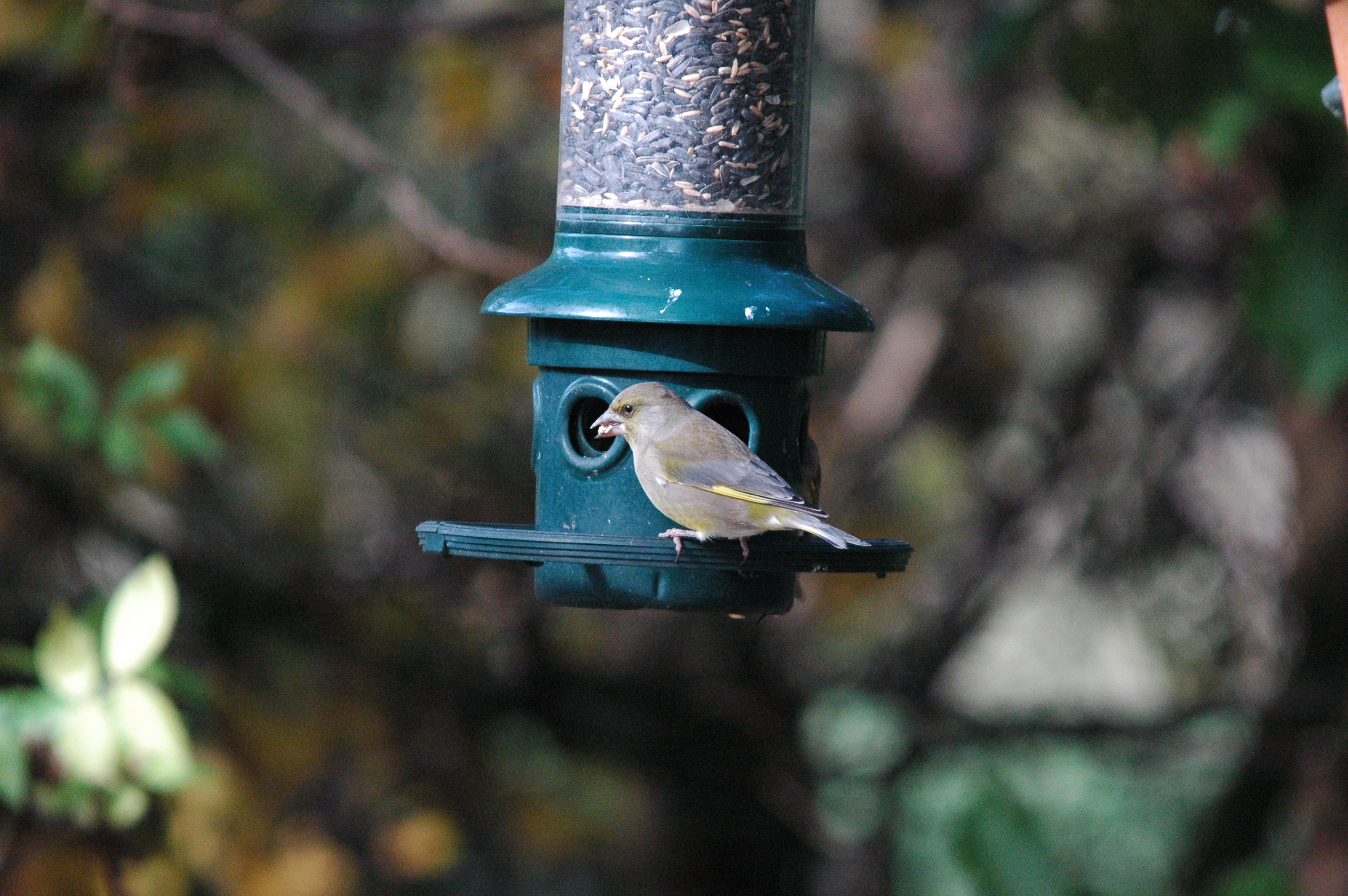 photos/wildlife/Bird_Species/193-Finches/9443-European_Greenfinch/dsc_1235.jpg