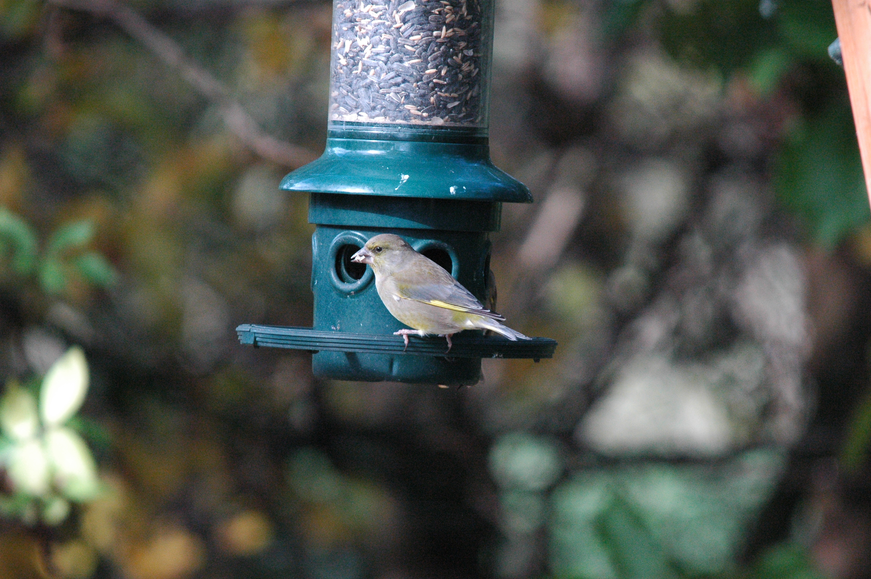 photos/wildlife/Bird_Species/193-Finches/9443-European_Greenfinch/dsc_1236.jpg