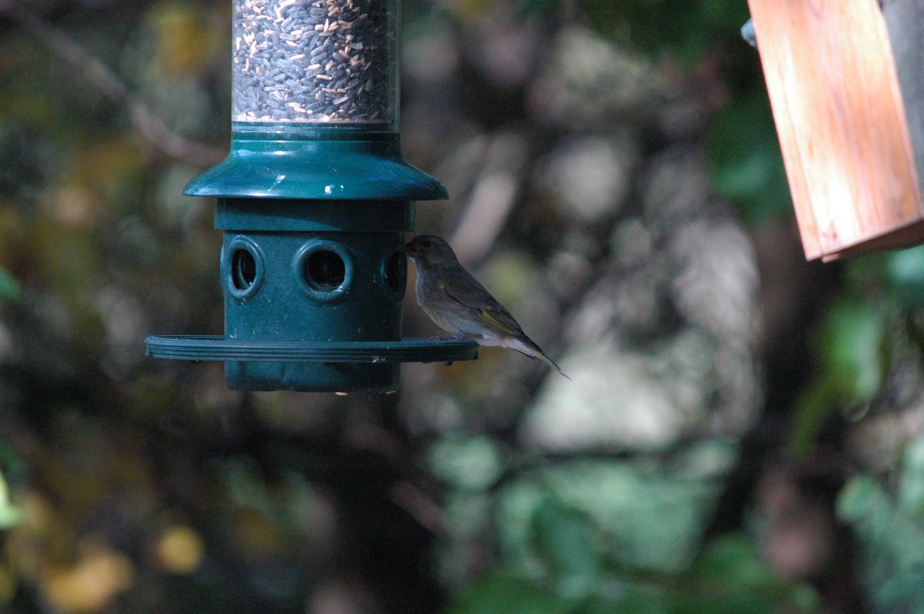 photos/wildlife/Bird_Species/193-Finches/9443-European_Greenfinch/dsc_1237.jpg