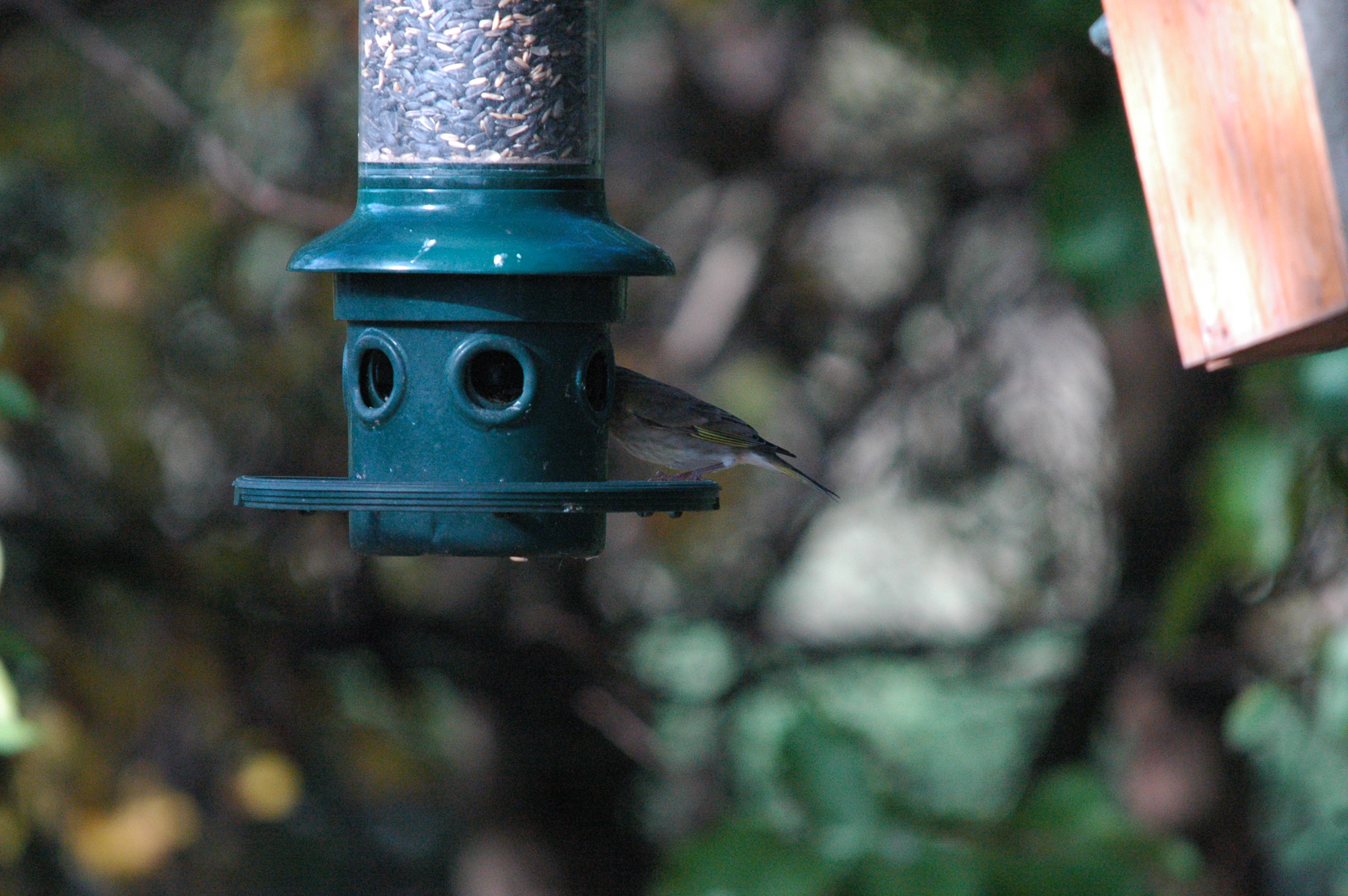 photos/wildlife/Bird_Species/193-Finches/9443-European_Greenfinch/dsc_1238.jpg