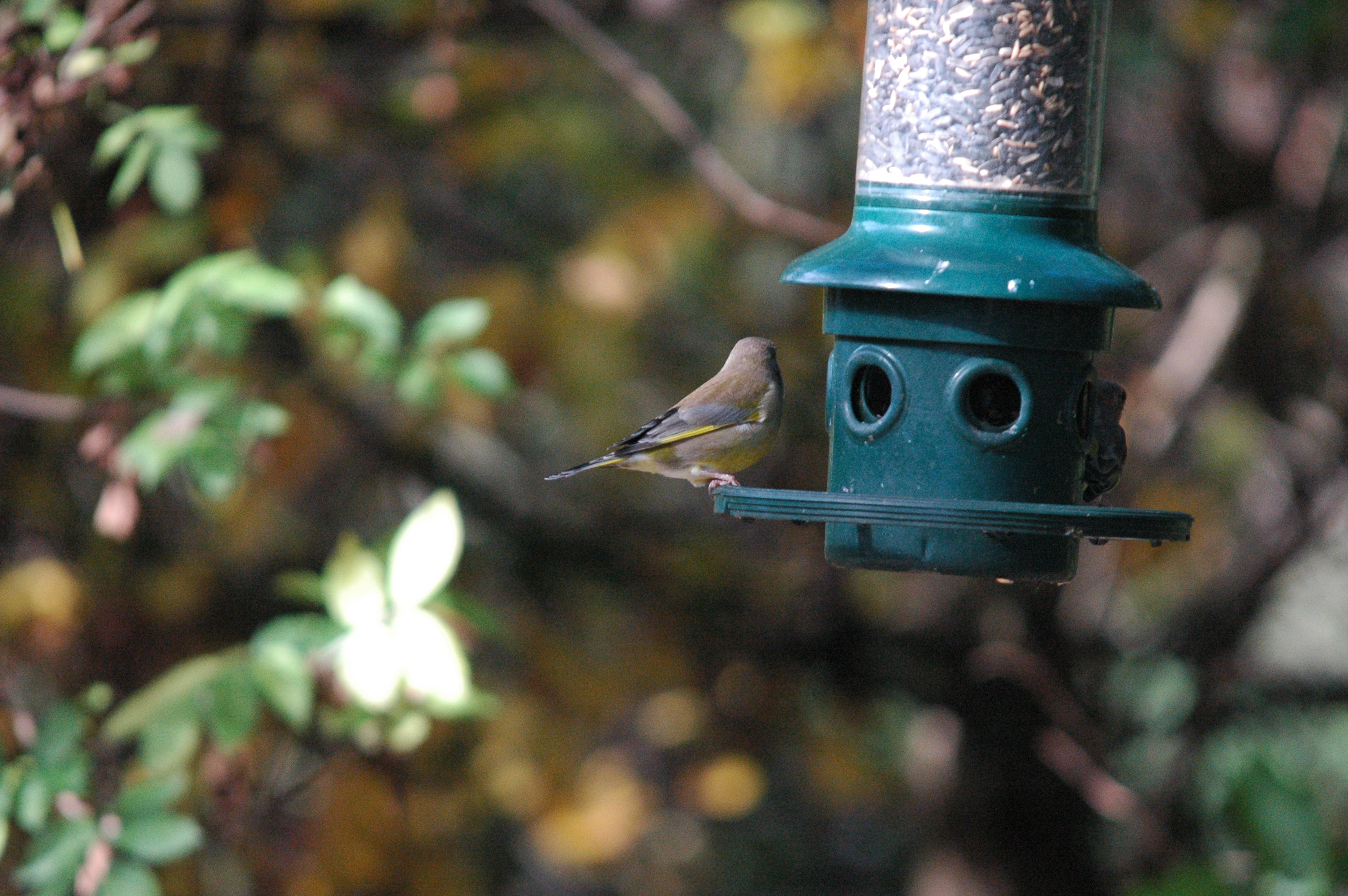 photos/wildlife/Bird_Species/193-Finches/9443-European_Greenfinch/dsc_1239.jpg