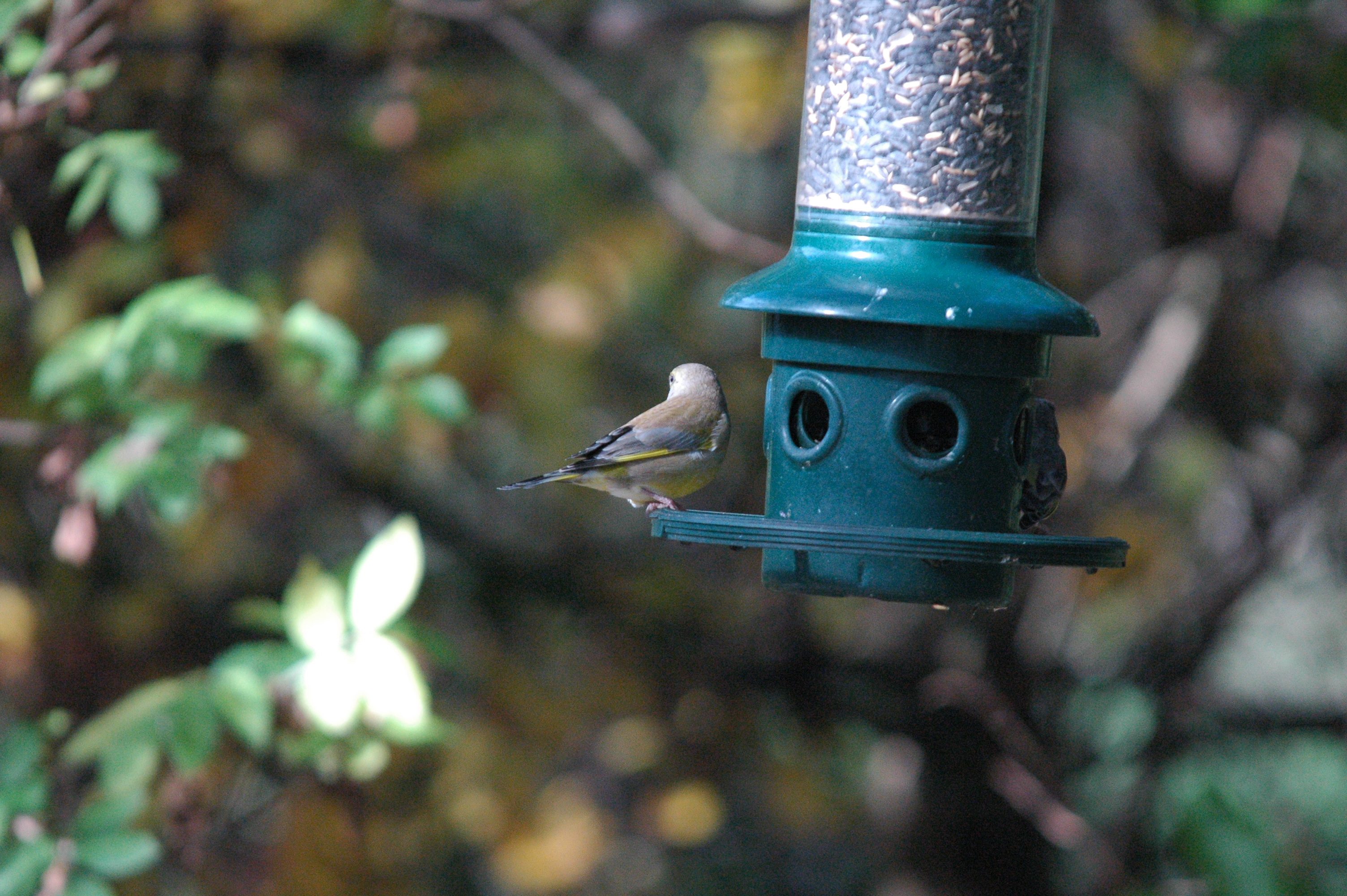 photos/wildlife/Bird_Species/193-Finches/9443-European_Greenfinch/dsc_1240.jpg