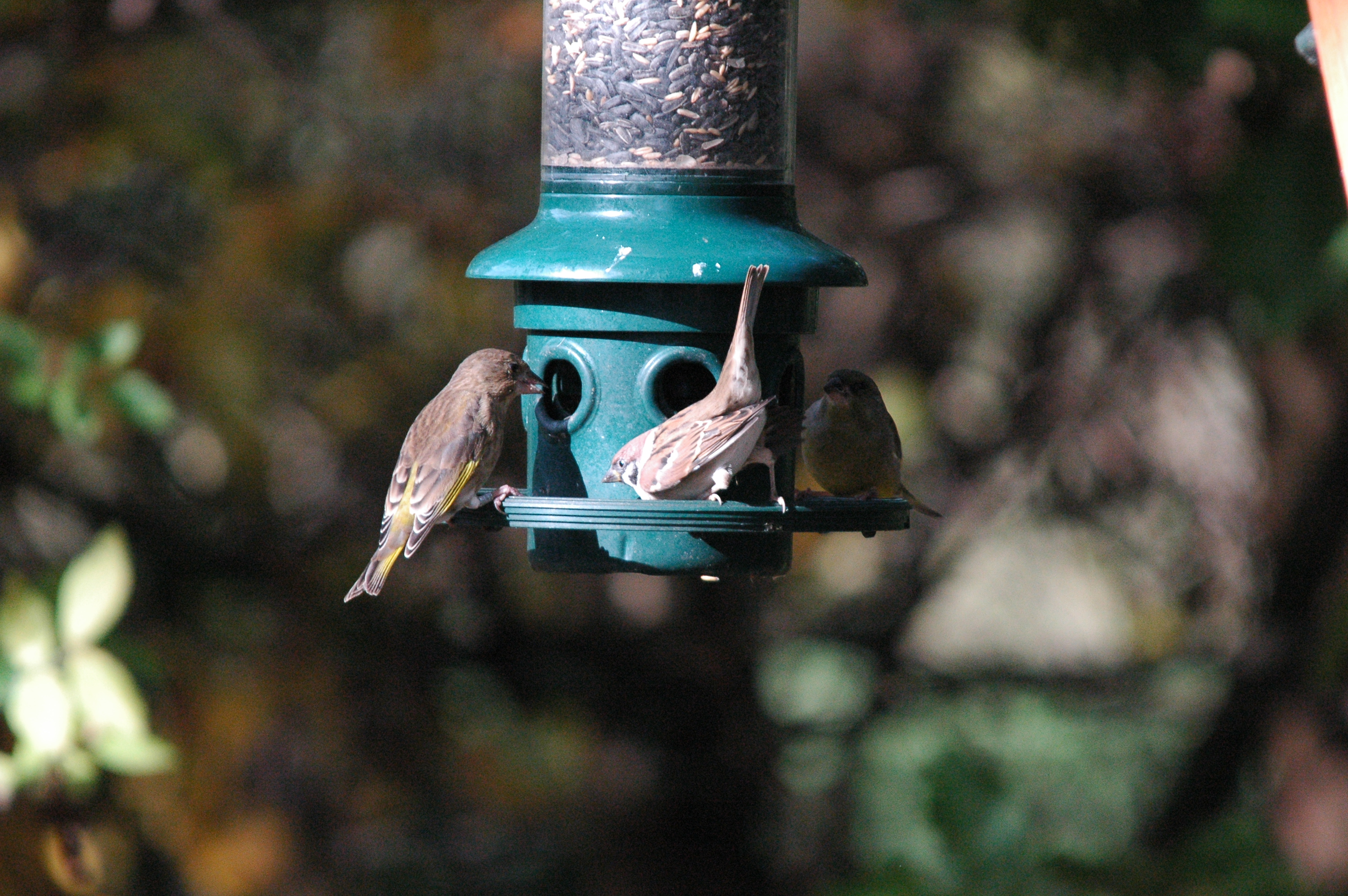 photos/wildlife/Bird_Species/193-Finches/9443-European_Greenfinch/dsc_1260.jpg