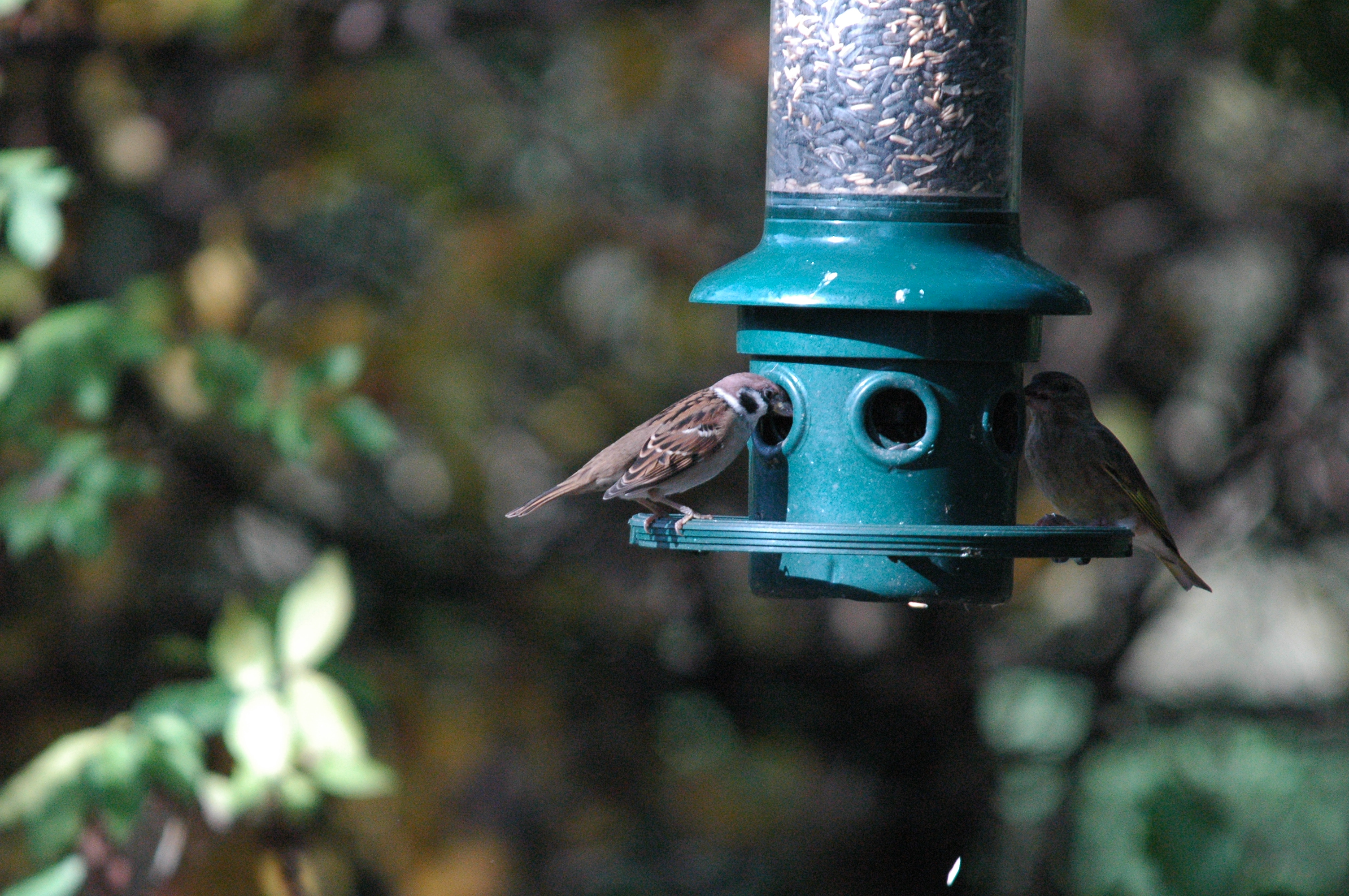 photos/wildlife/Bird_Species/193-Finches/9443-European_Greenfinch/dsc_1264.jpg