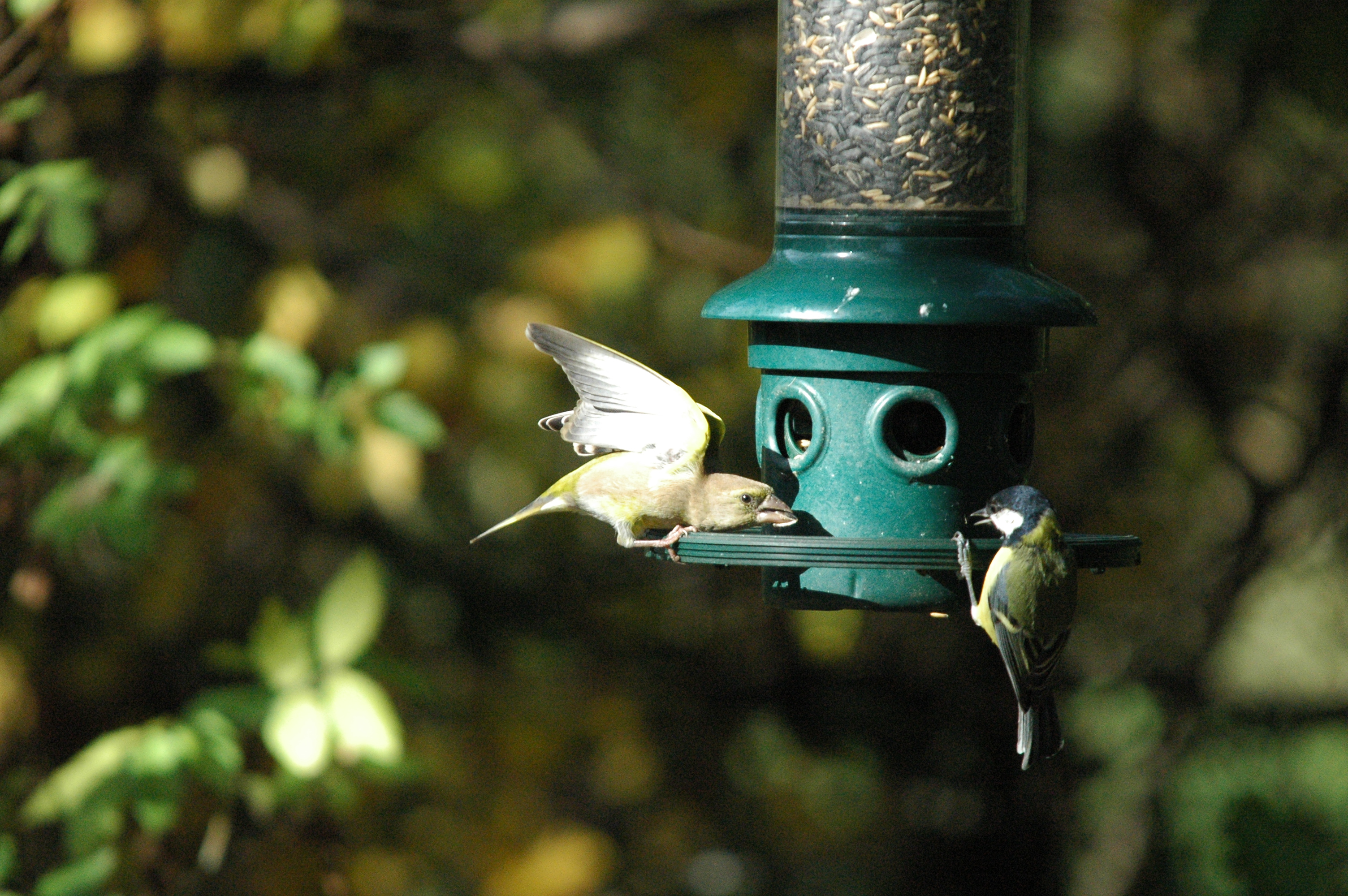 photos/wildlife/Bird_Species/193-Finches/9443-European_Greenfinch/dsc_1268.jpg