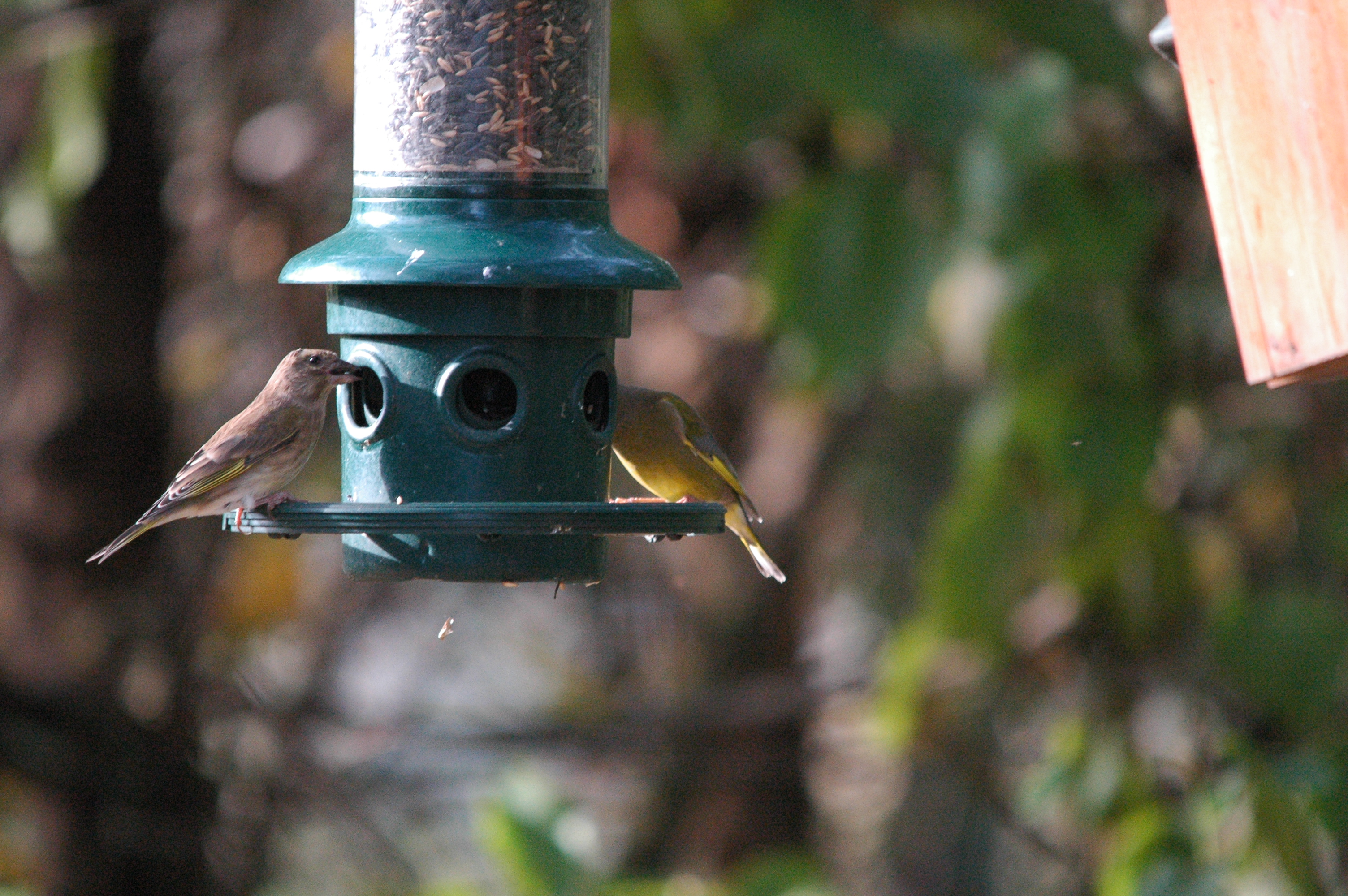 photos/wildlife/Bird_Species/193-Finches/9443-European_Greenfinch/dsc_1378.jpg