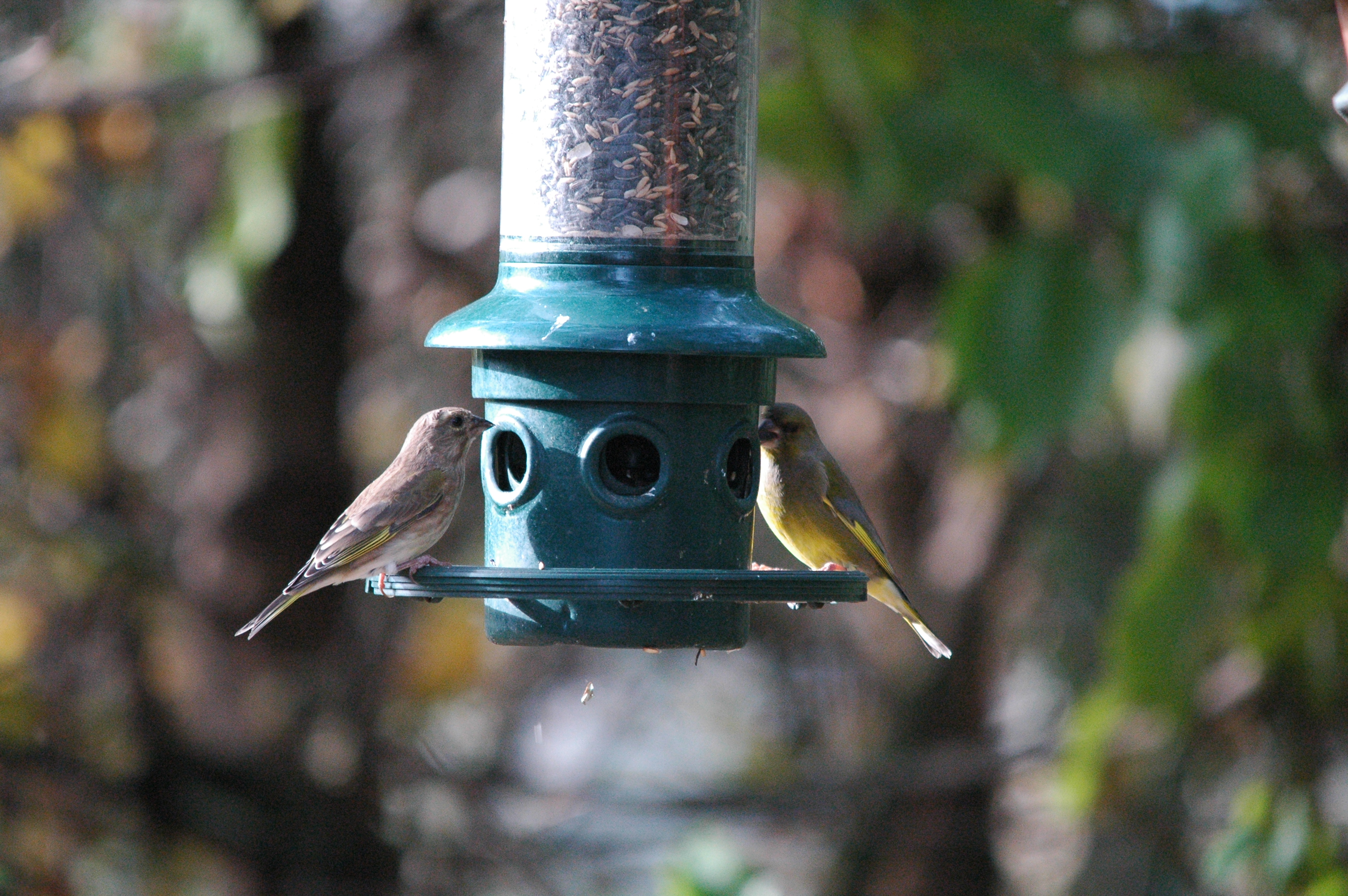 photos/wildlife/Bird_Species/193-Finches/9443-European_Greenfinch/dsc_1379.jpg