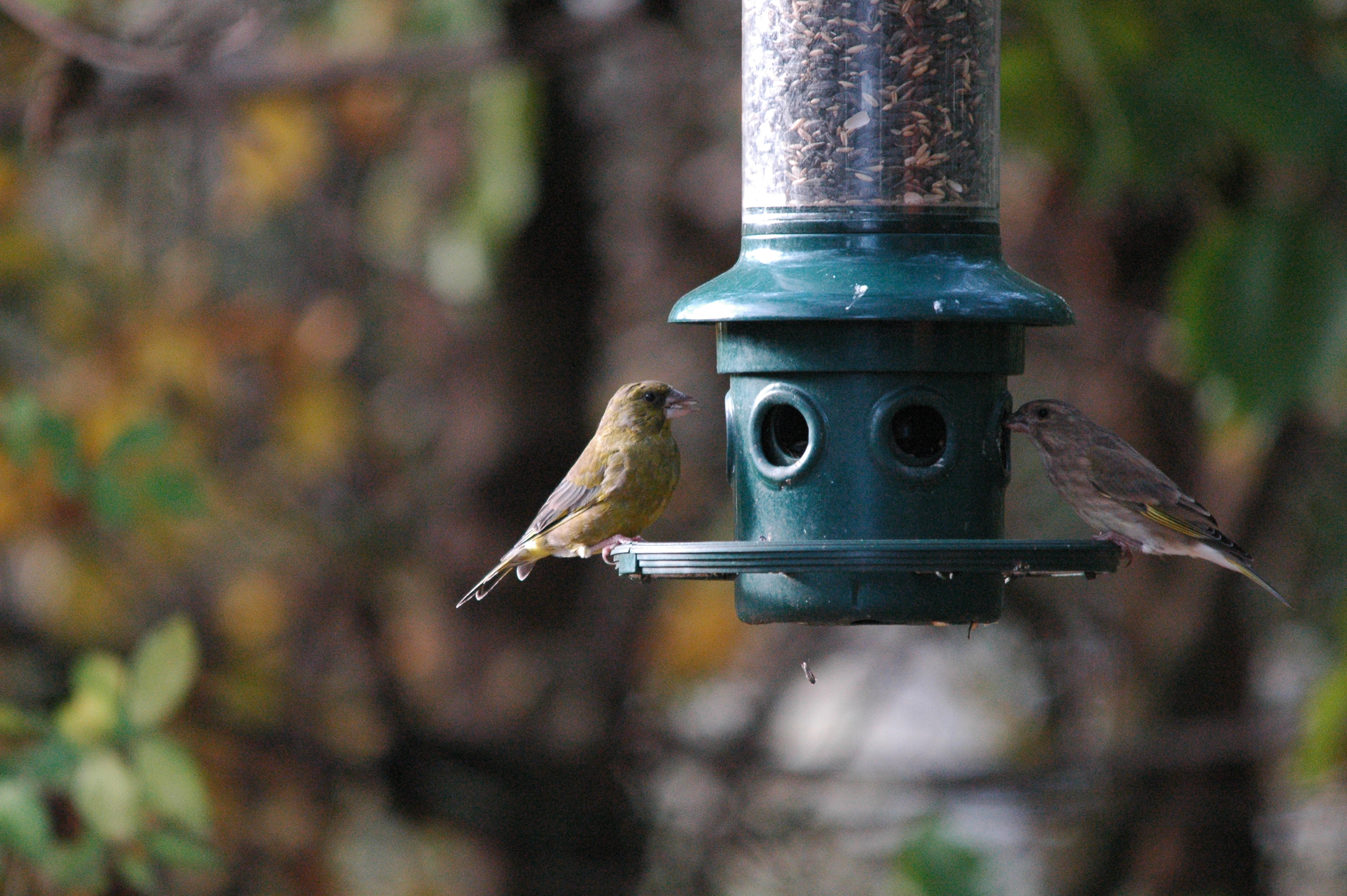 photos/wildlife/Bird_Species/193-Finches/9443-European_Greenfinch/dsc_1396.jpg