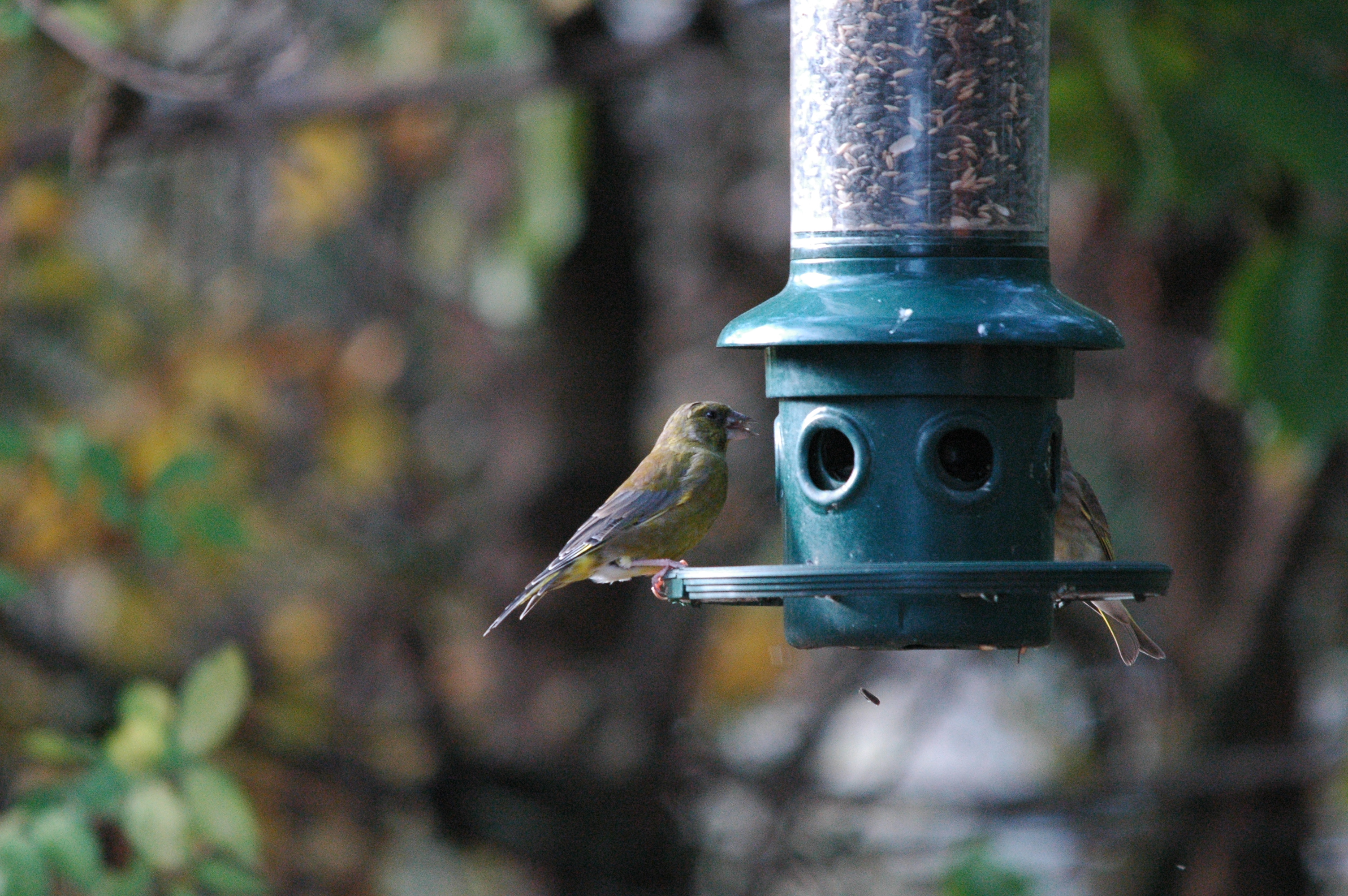 photos/wildlife/Bird_Species/193-Finches/9443-European_Greenfinch/dsc_1397.jpg