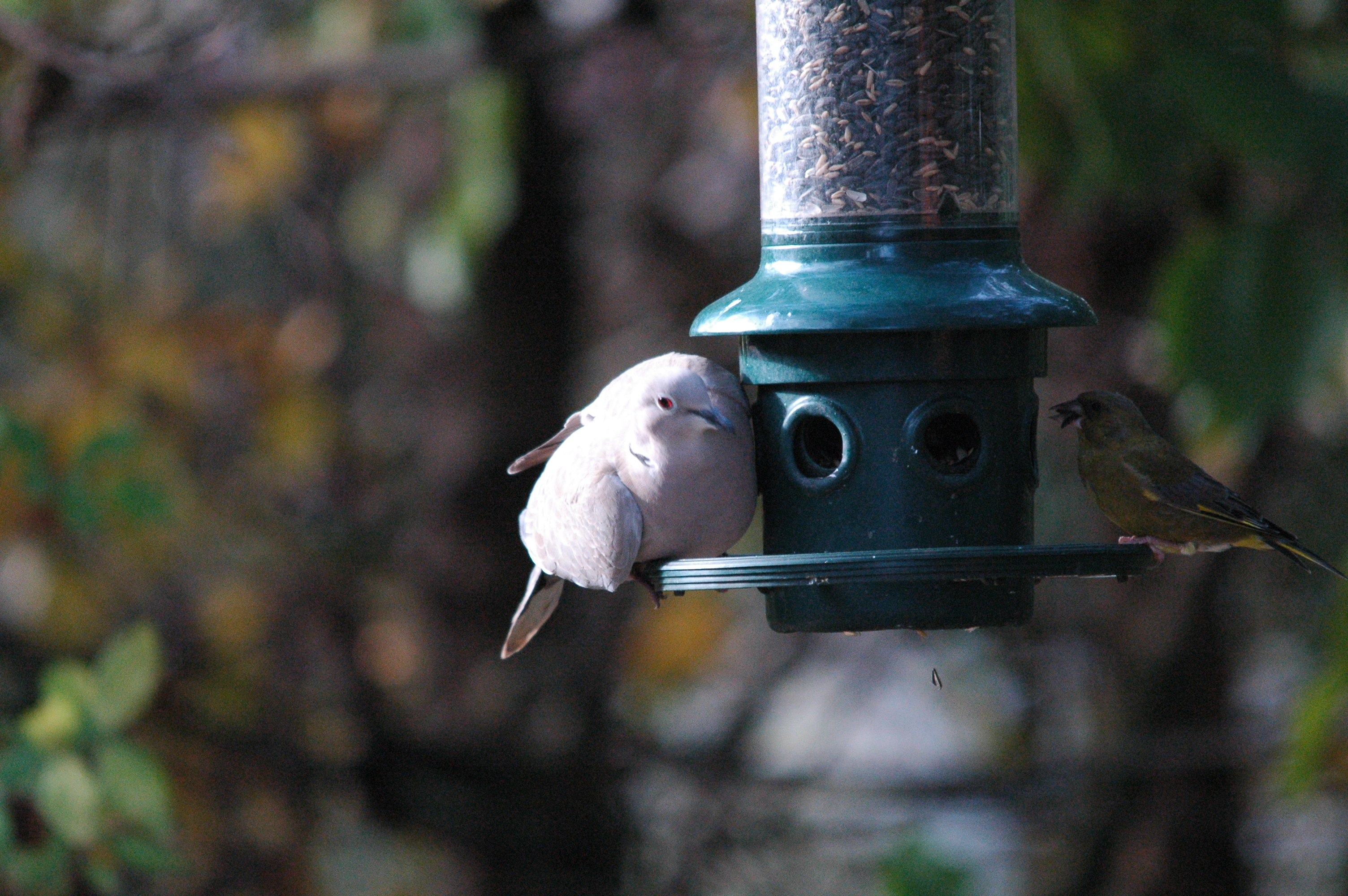 photos/wildlife/Bird_Species/193-Finches/9443-European_Greenfinch/dsc_1410.jpg