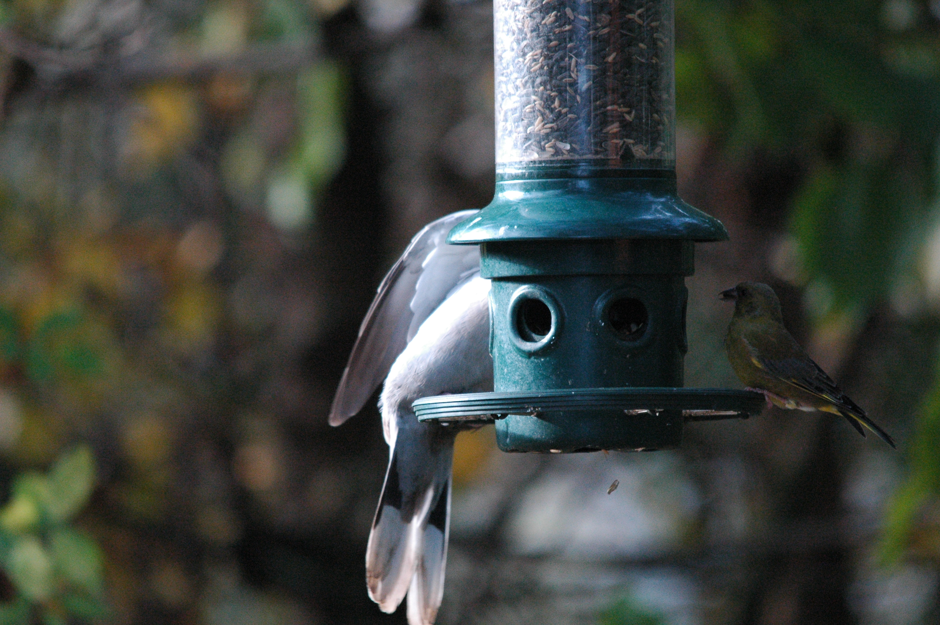 photos/wildlife/Bird_Species/193-Finches/9443-European_Greenfinch/dsc_1411.jpg