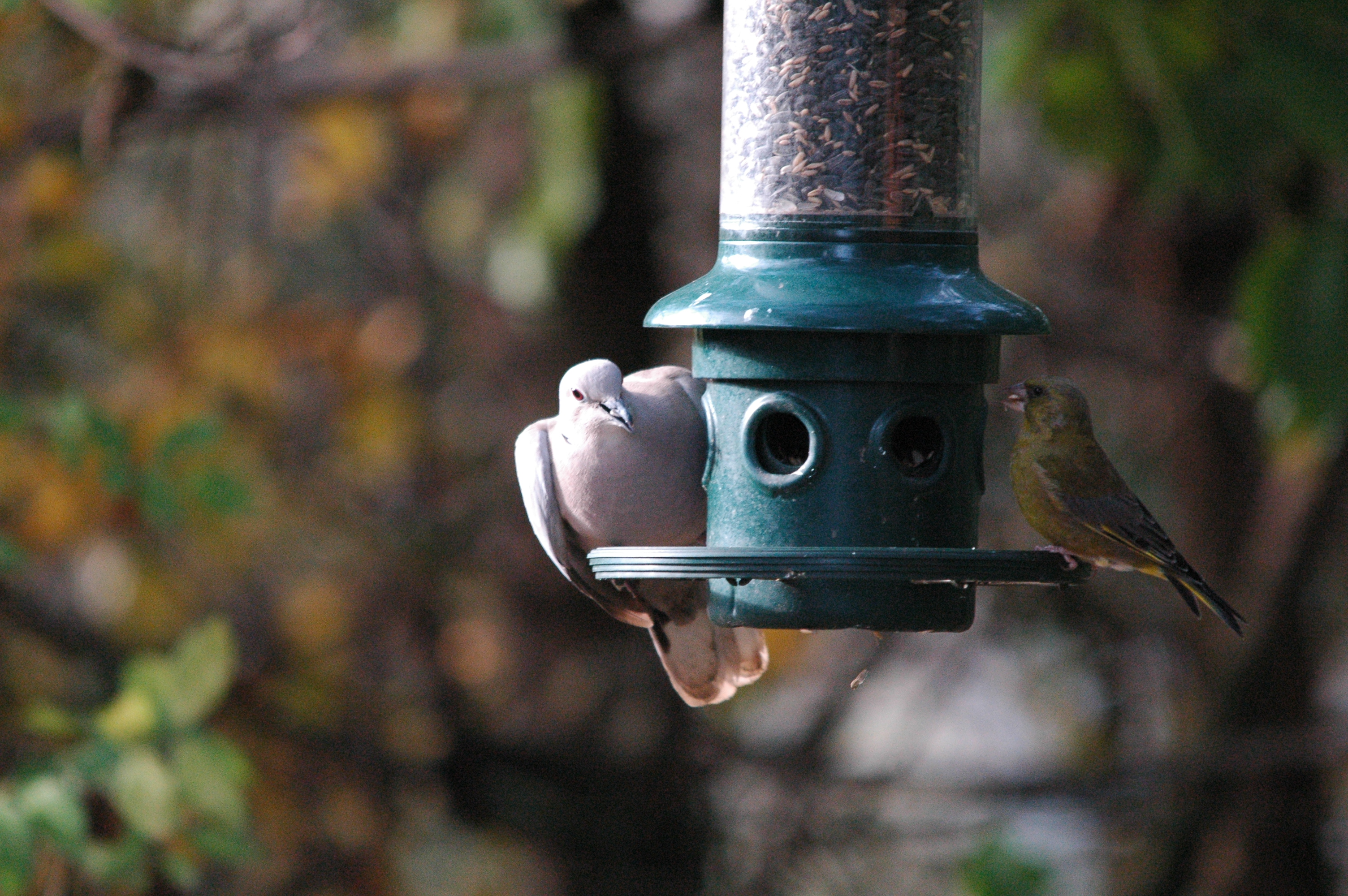 photos/wildlife/Bird_Species/193-Finches/9443-European_Greenfinch/dsc_1412.jpg