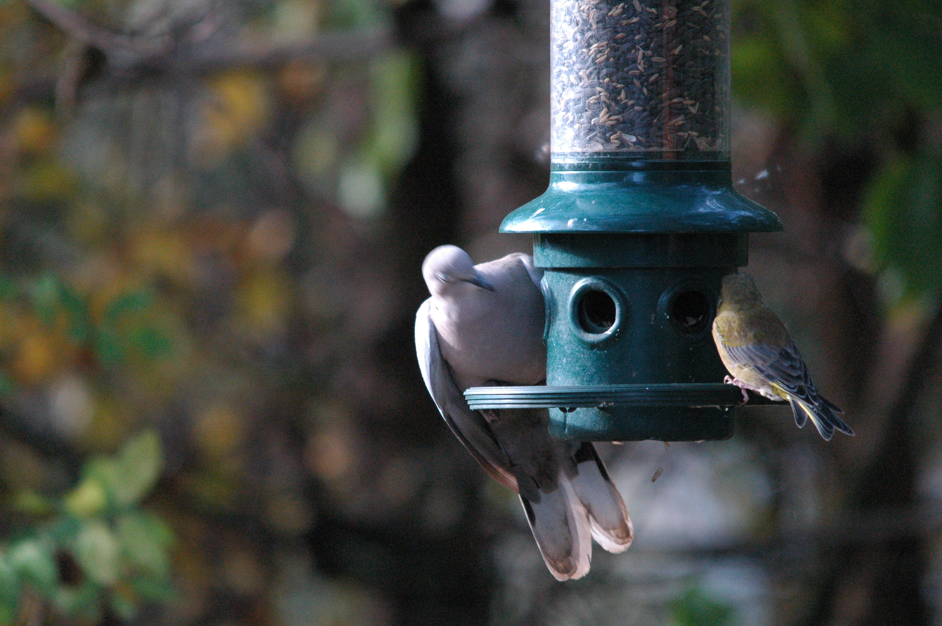 photos/wildlife/Bird_Species/193-Finches/9443-European_Greenfinch/dsc_1413.jpg