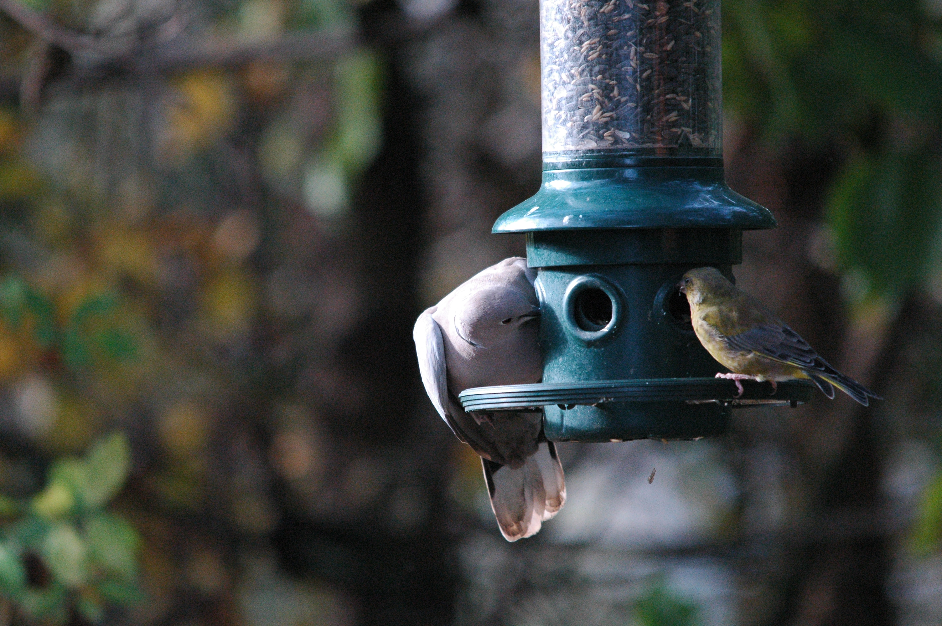 photos/wildlife/Bird_Species/193-Finches/9443-European_Greenfinch/dsc_1414.jpg
