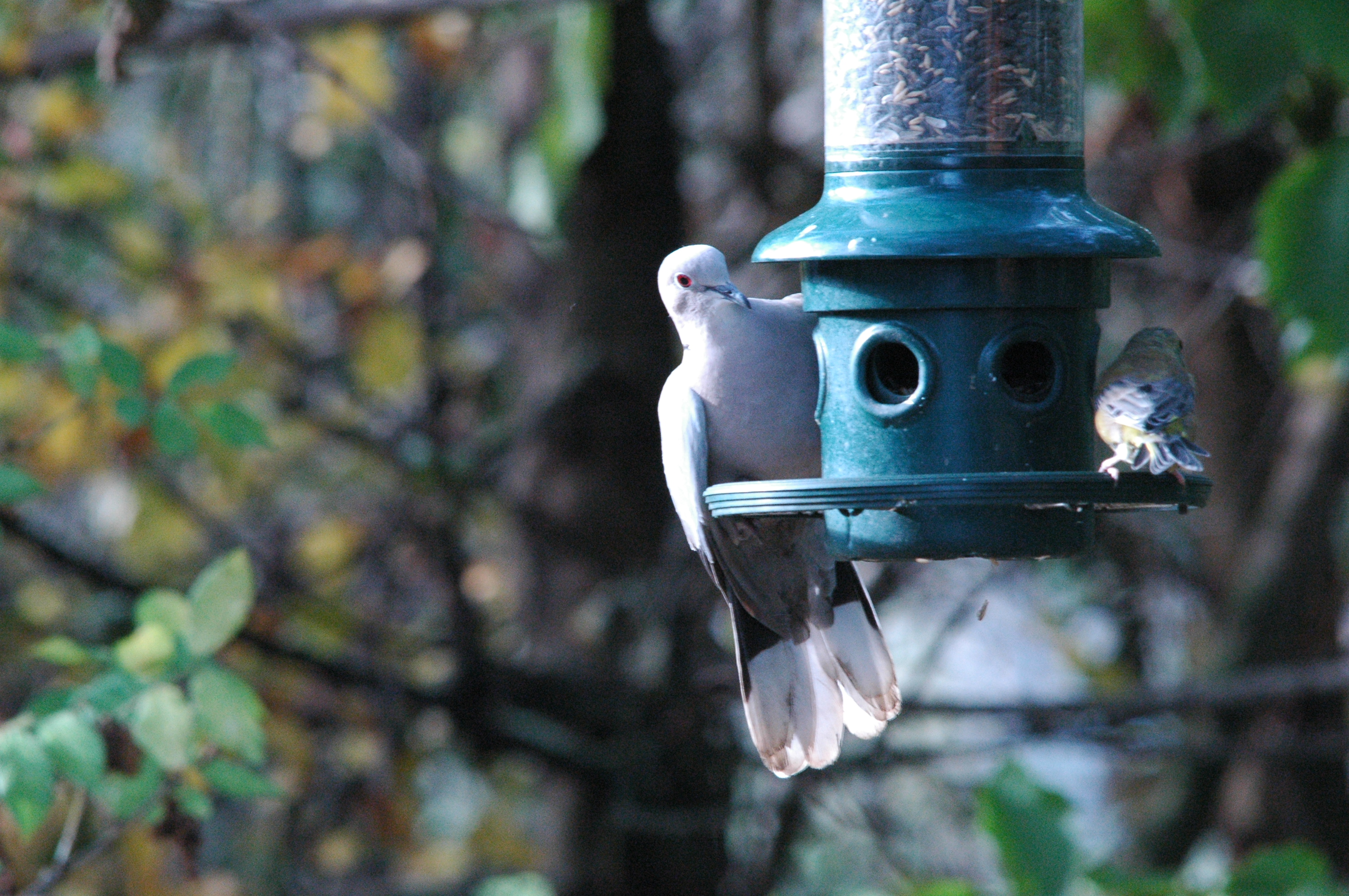 photos/wildlife/Bird_Species/193-Finches/9443-European_Greenfinch/dsc_1415.jpg