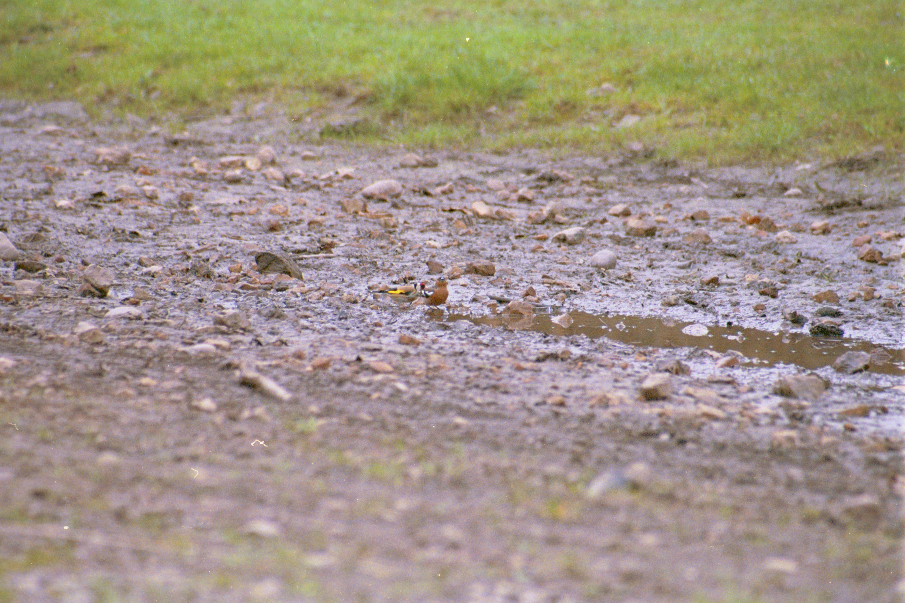 photos/wildlife/Bird_Species/193-Finches/9467-European_Goldfinch/20020504-Clipstone-01.jpg