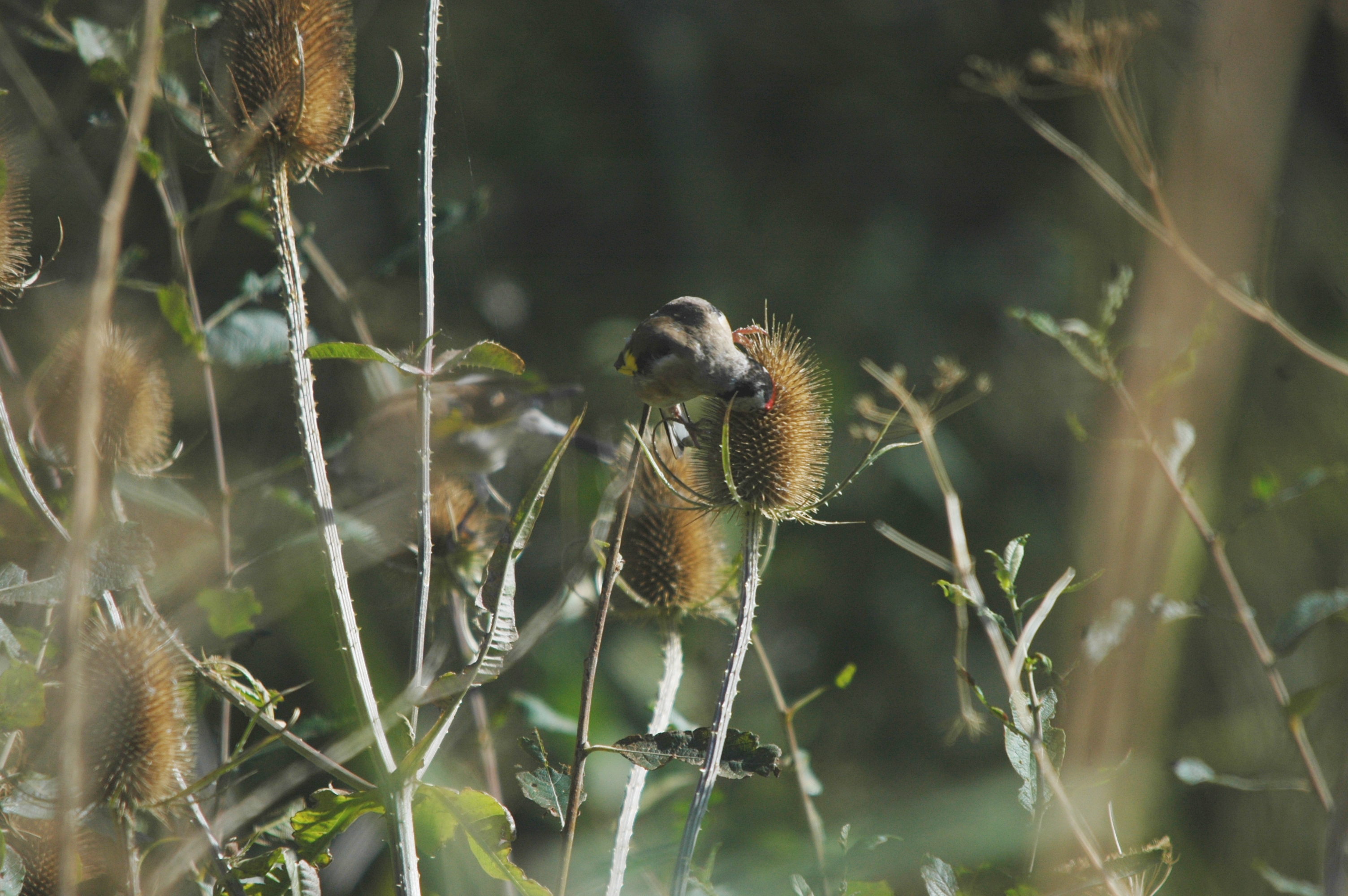 photos/wildlife/Bird_Species/193-Finches/9467-European_Goldfinch/20090909-Blacktoft-01.jpg