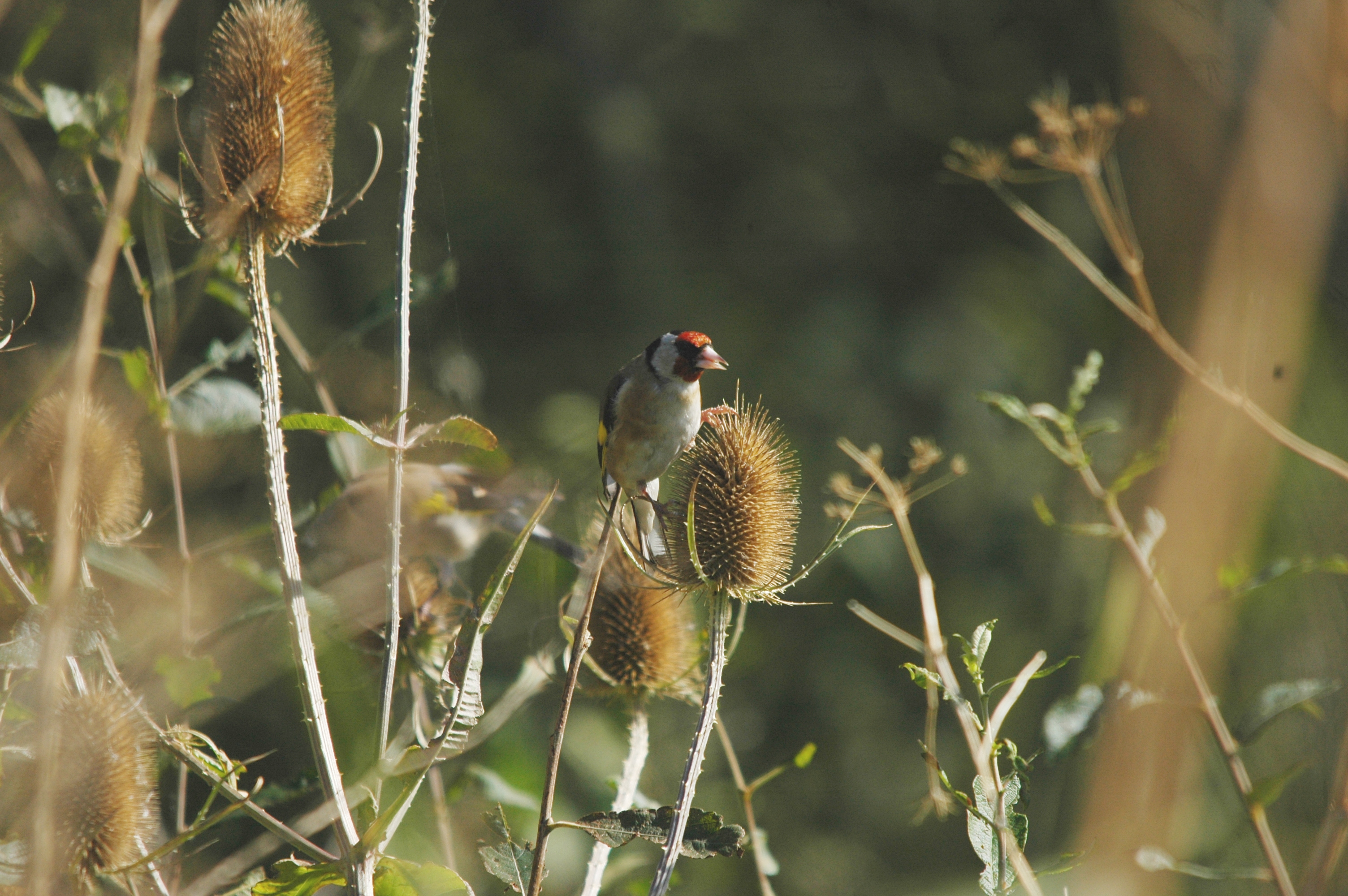 photos/wildlife/Bird_Species/193-Finches/9467-European_Goldfinch/20090909-Blacktoft-02.jpg