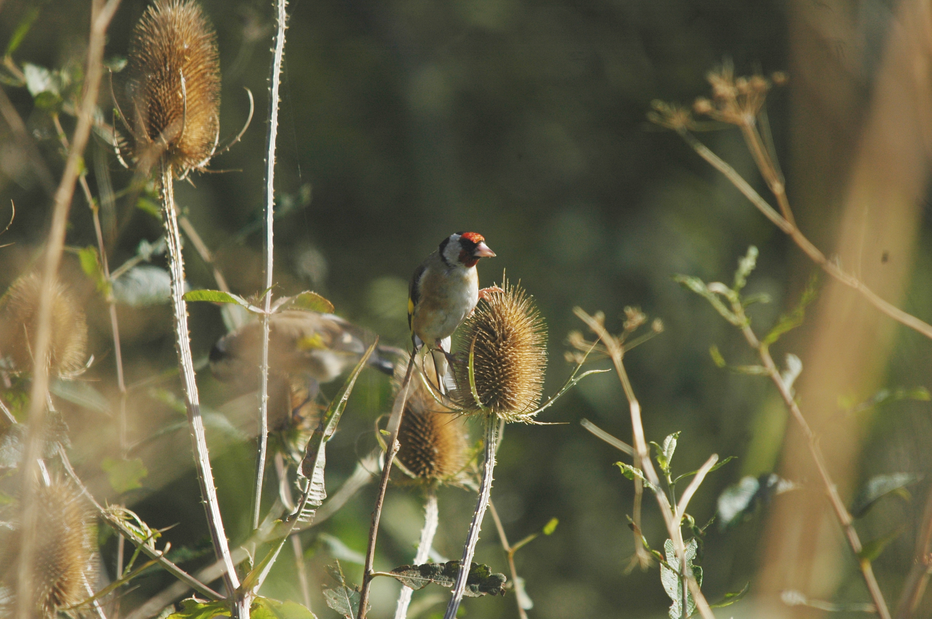 photos/wildlife/Bird_Species/193-Finches/9467-European_Goldfinch/20090909-Blacktoft-03.jpg