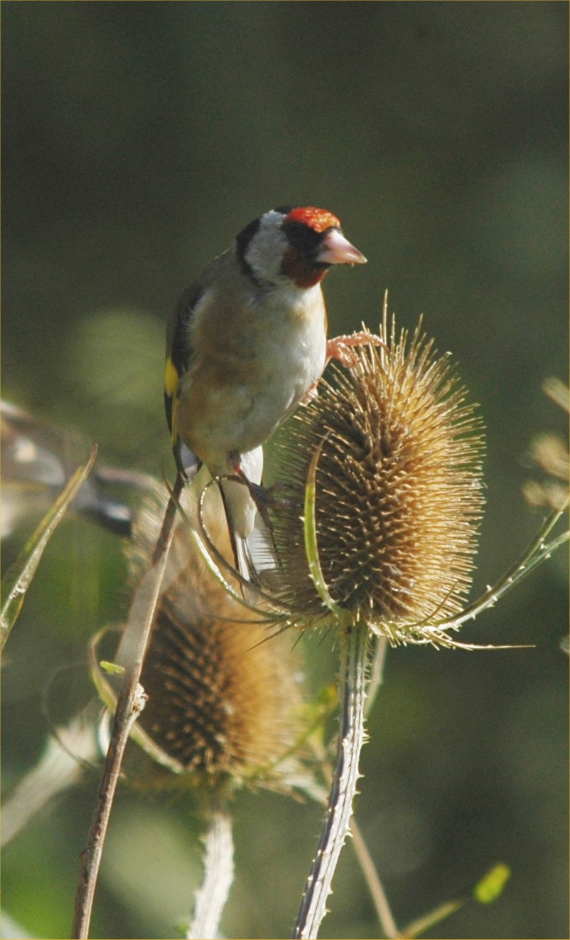 photos/wildlife/Bird_Species/193-Finches/9467-European_Goldfinch/20090909-Blacktoft-03_sm.jpg