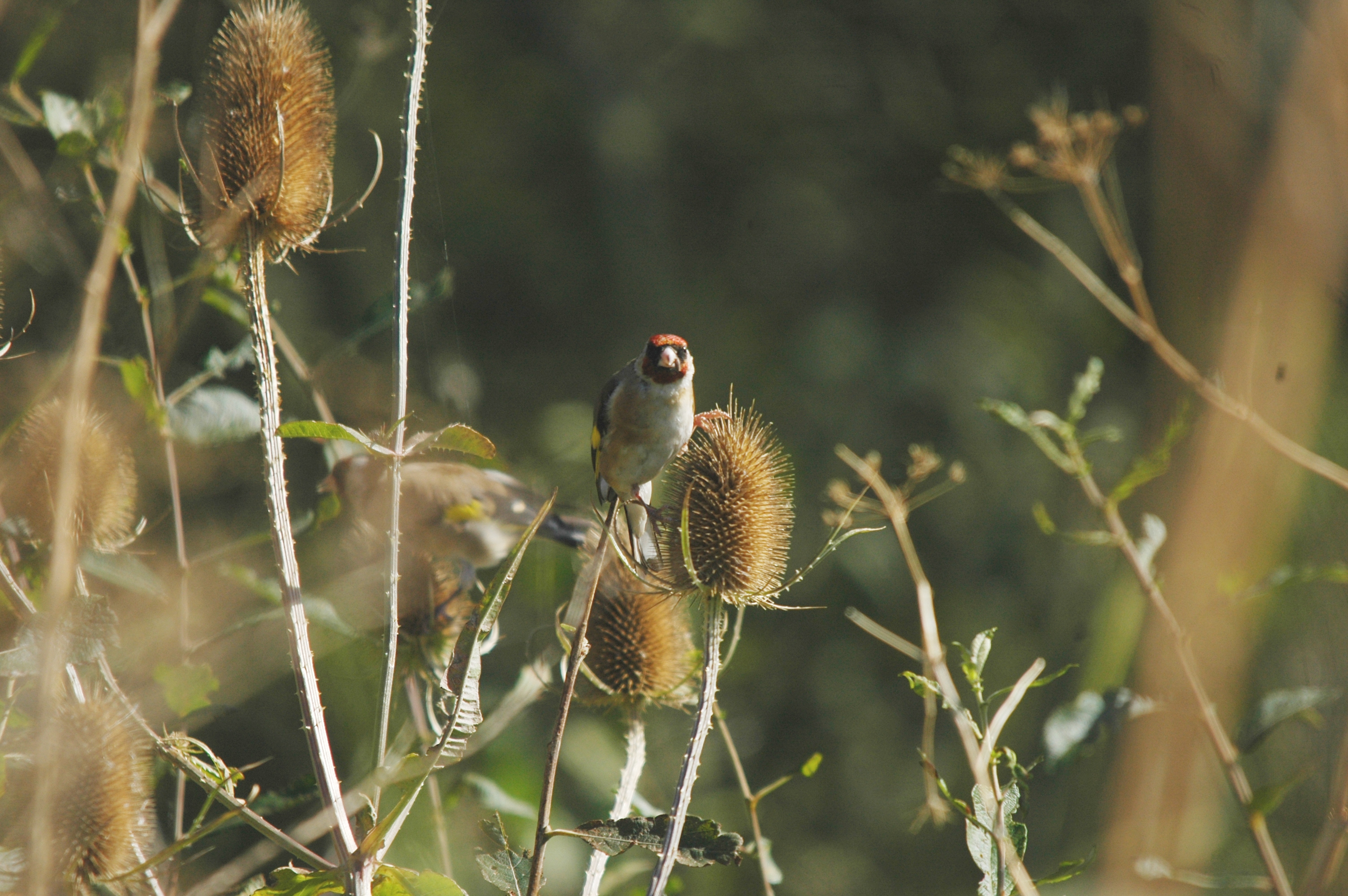 photos/wildlife/Bird_Species/193-Finches/9467-European_Goldfinch/20090909-Blacktoft-04.jpg