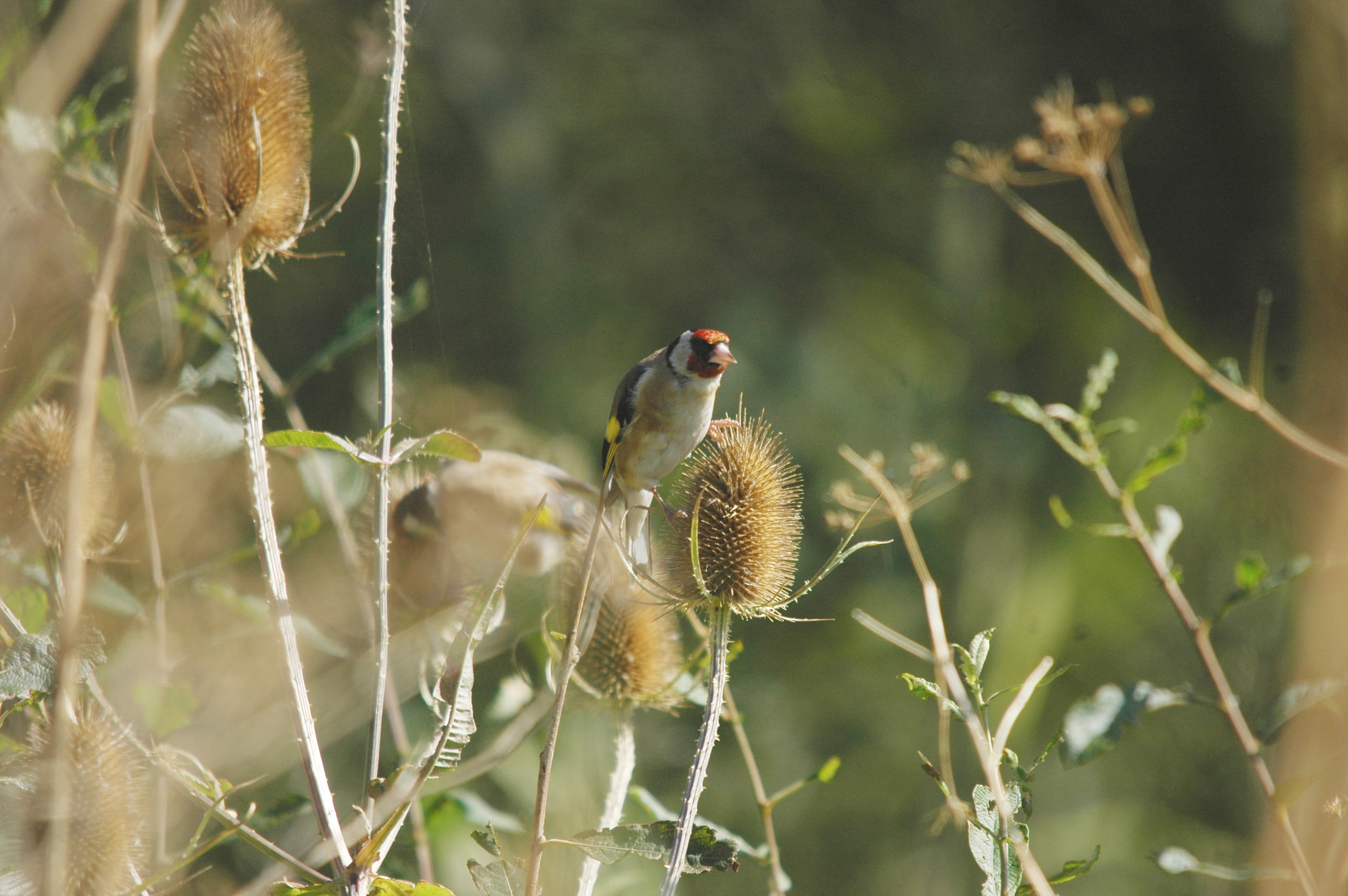 photos/wildlife/Bird_Species/193-Finches/9467-European_Goldfinch/20090909-Blacktoft-05.jpg