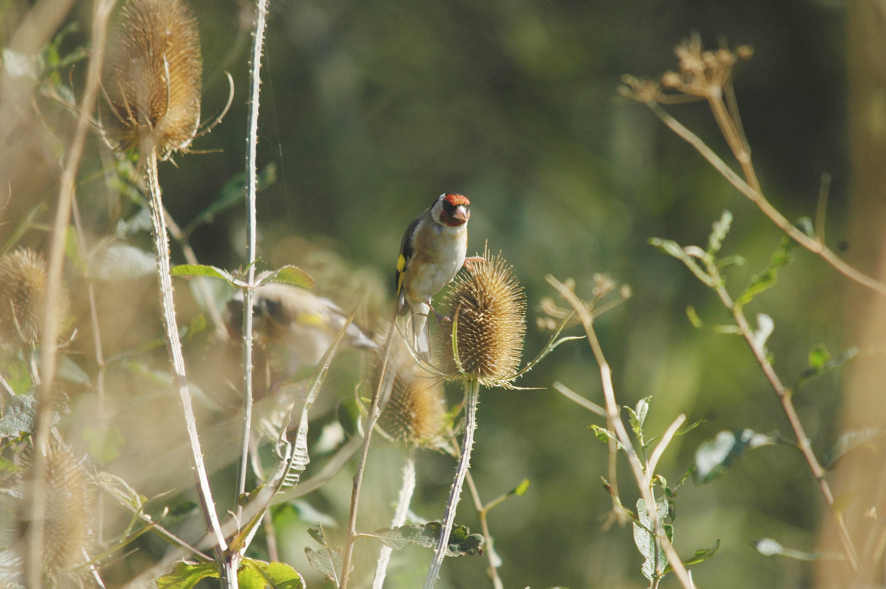 photos/wildlife/Bird_Species/193-Finches/9467-European_Goldfinch/20090909-Blacktoft-06.jpg