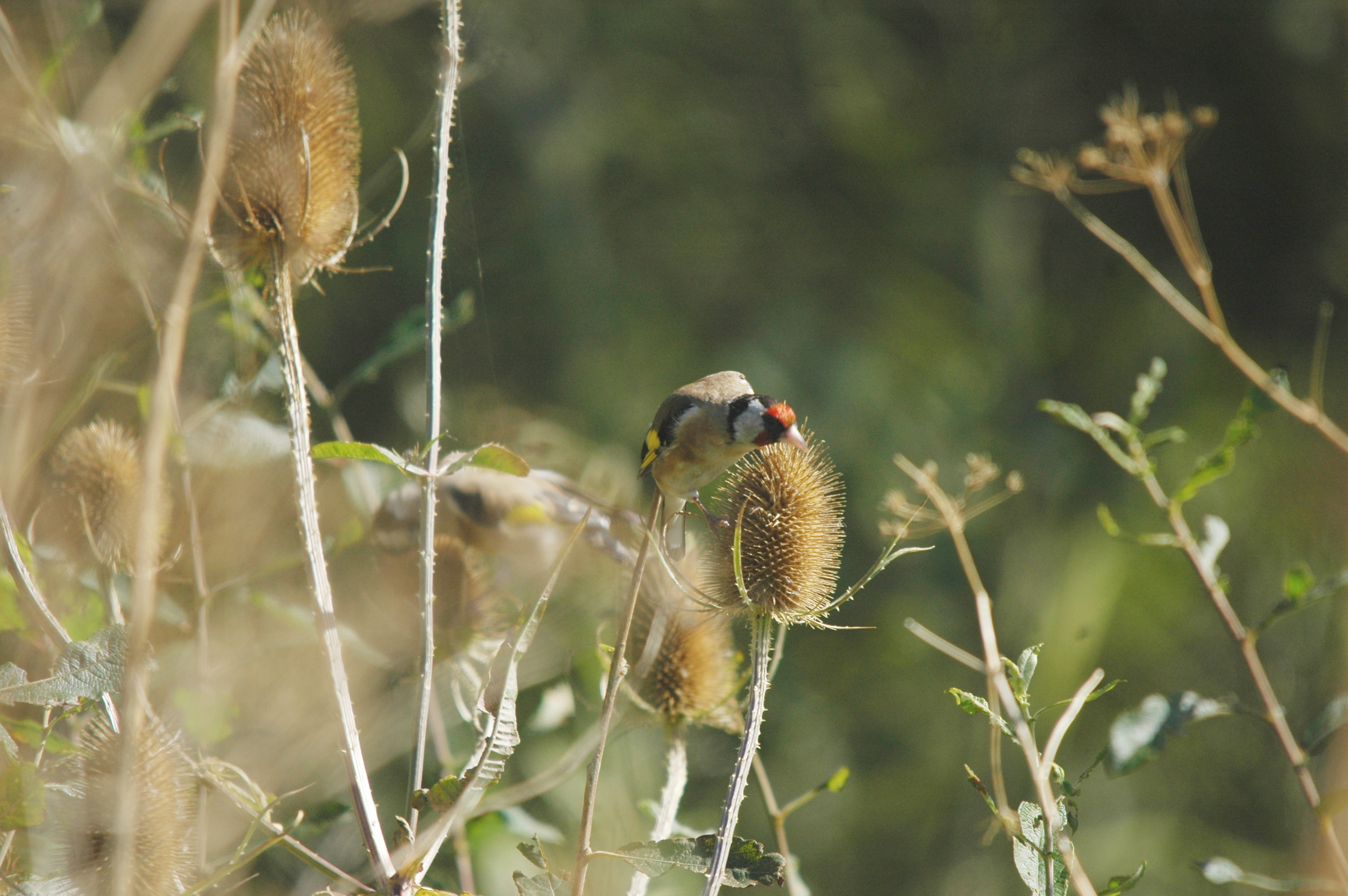 photos/wildlife/Bird_Species/193-Finches/9467-European_Goldfinch/20090909-Blacktoft-08.jpg