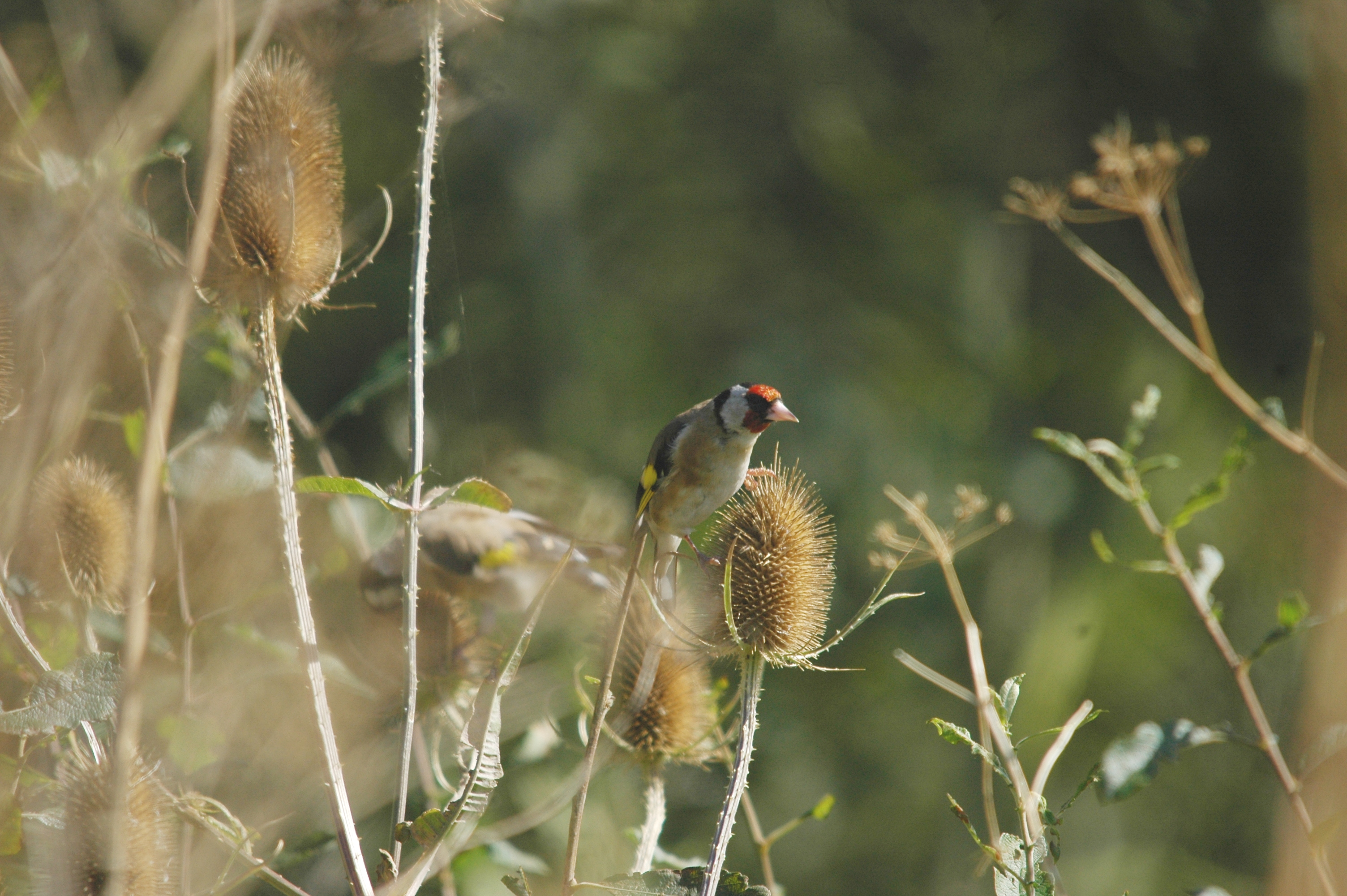 photos/wildlife/Bird_Species/193-Finches/9467-European_Goldfinch/20090909-Blacktoft-09.jpg